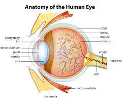 Interocular Eye Shield Training