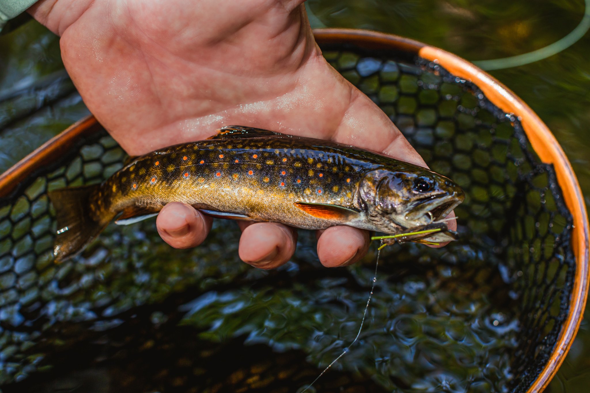 Creek Hoppin'.jpg