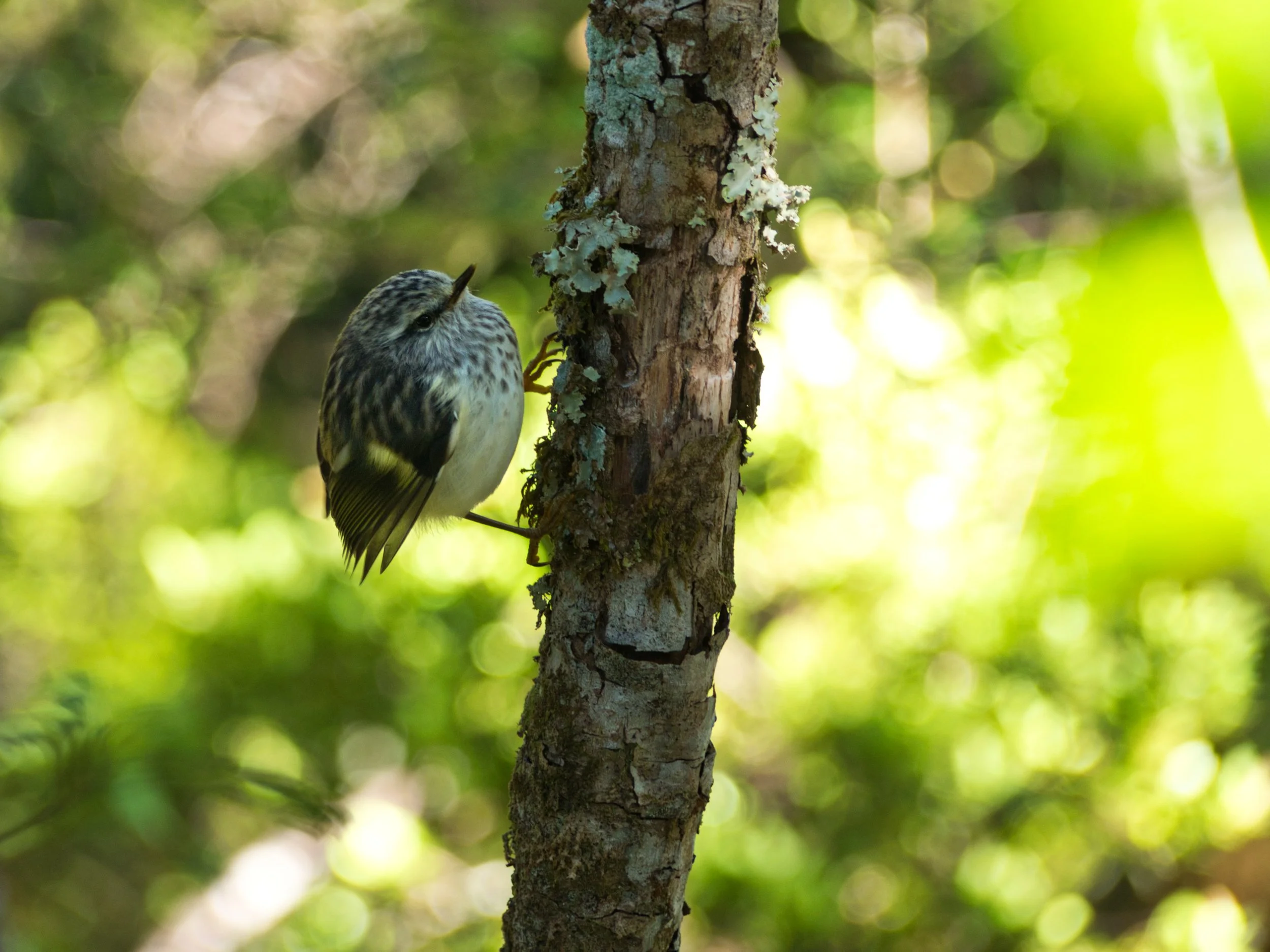 Sth Island Robin.jpg
