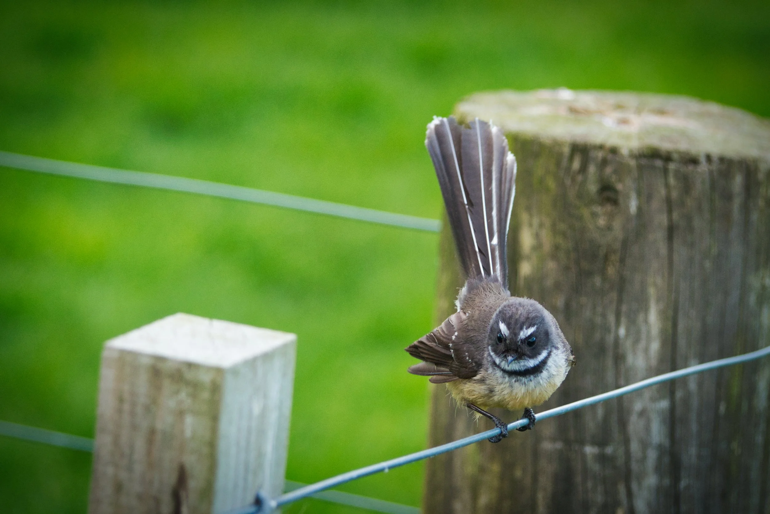 fantail aongatete.jpg