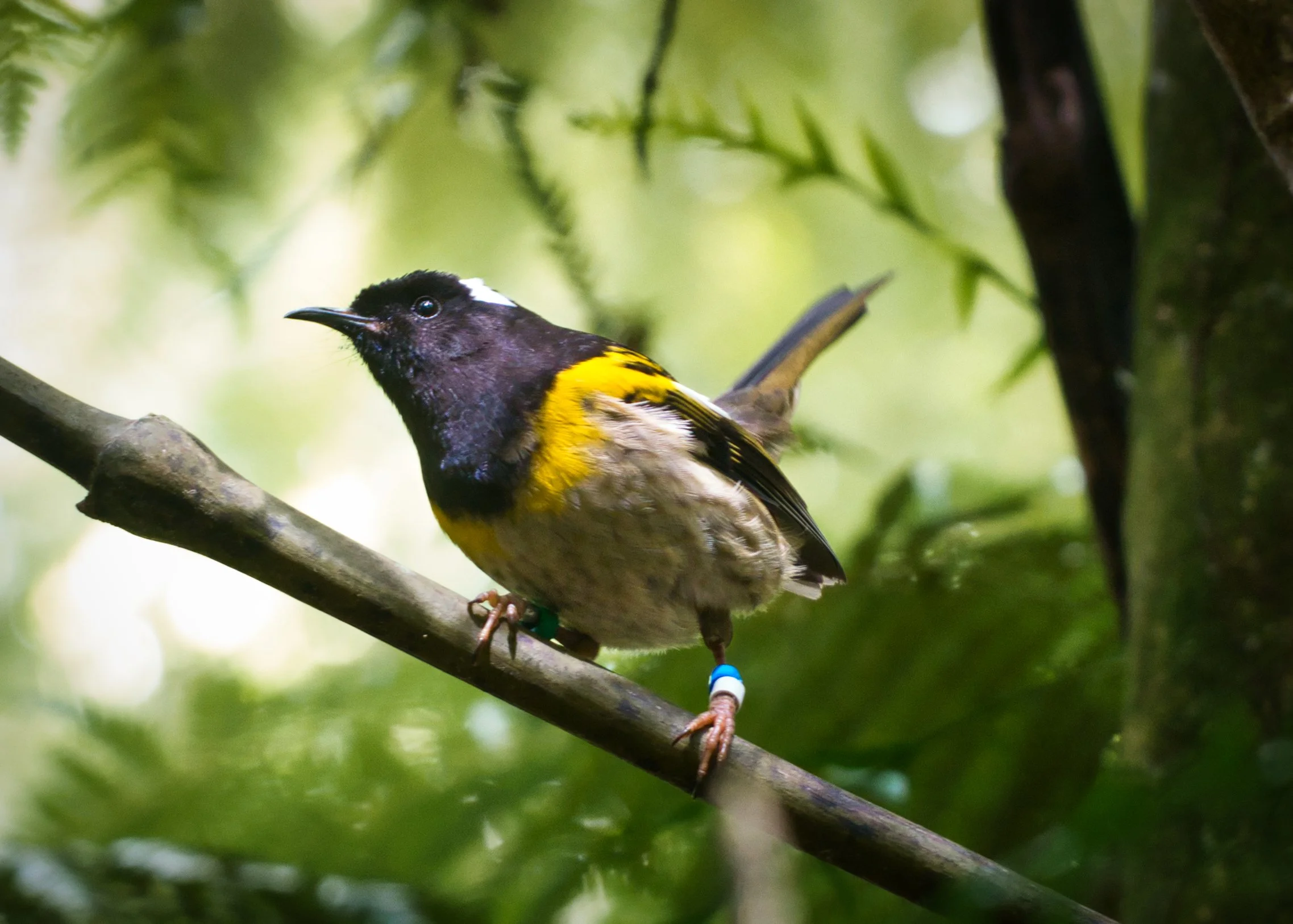 Hihi 2 - Bushy Park.jpg
