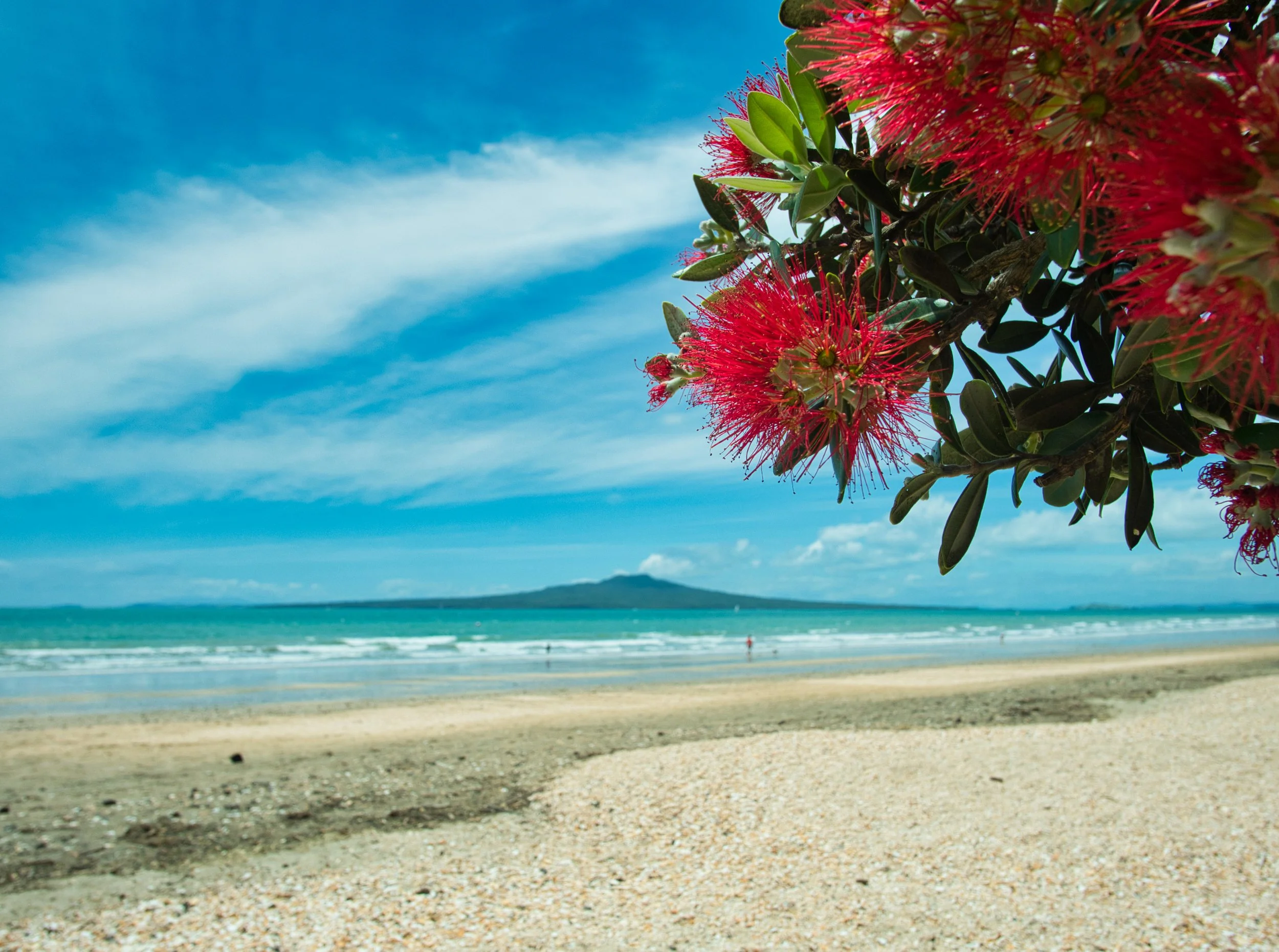 Auckland Rangitoto view with pohutakawa.jpg