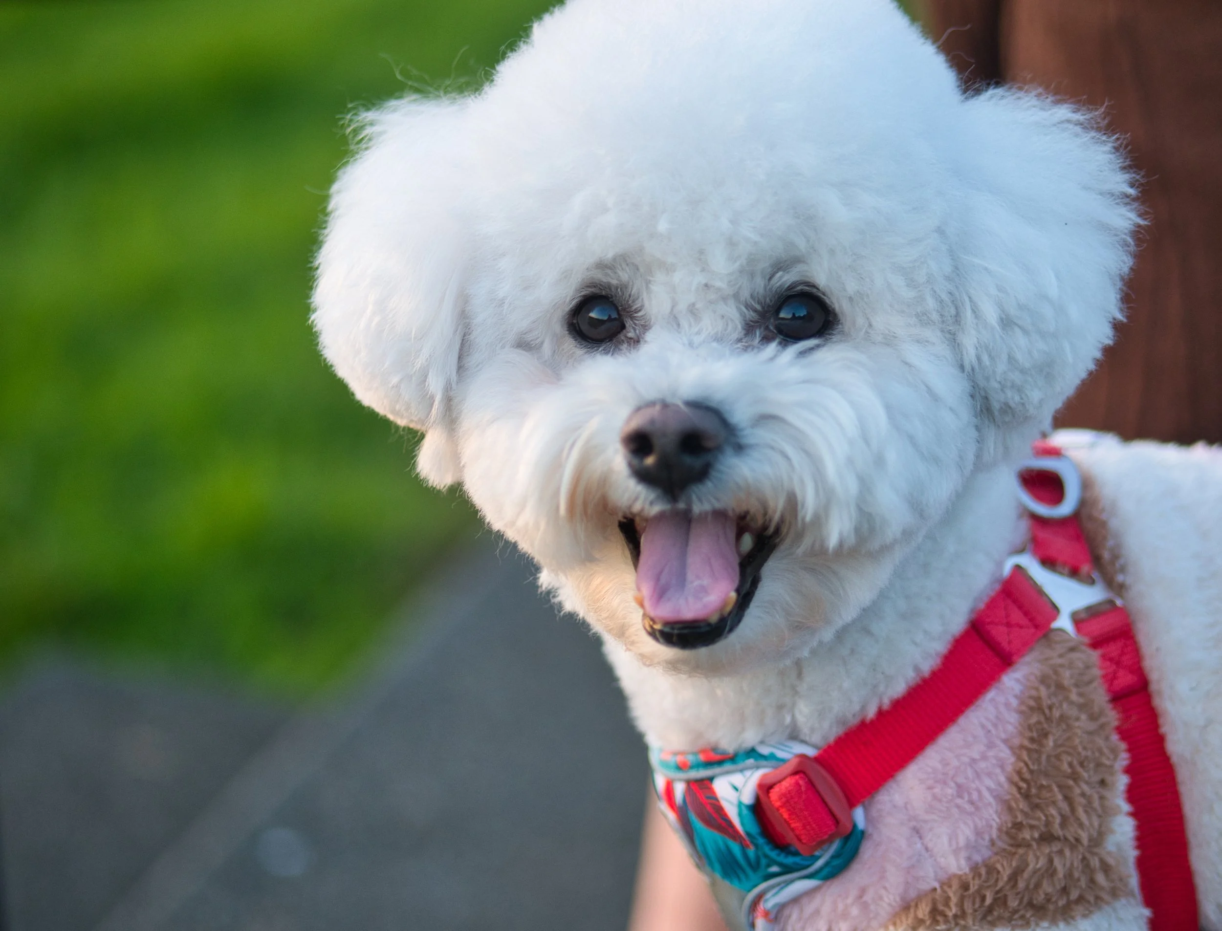 Charlie at Heron park 1.jpg