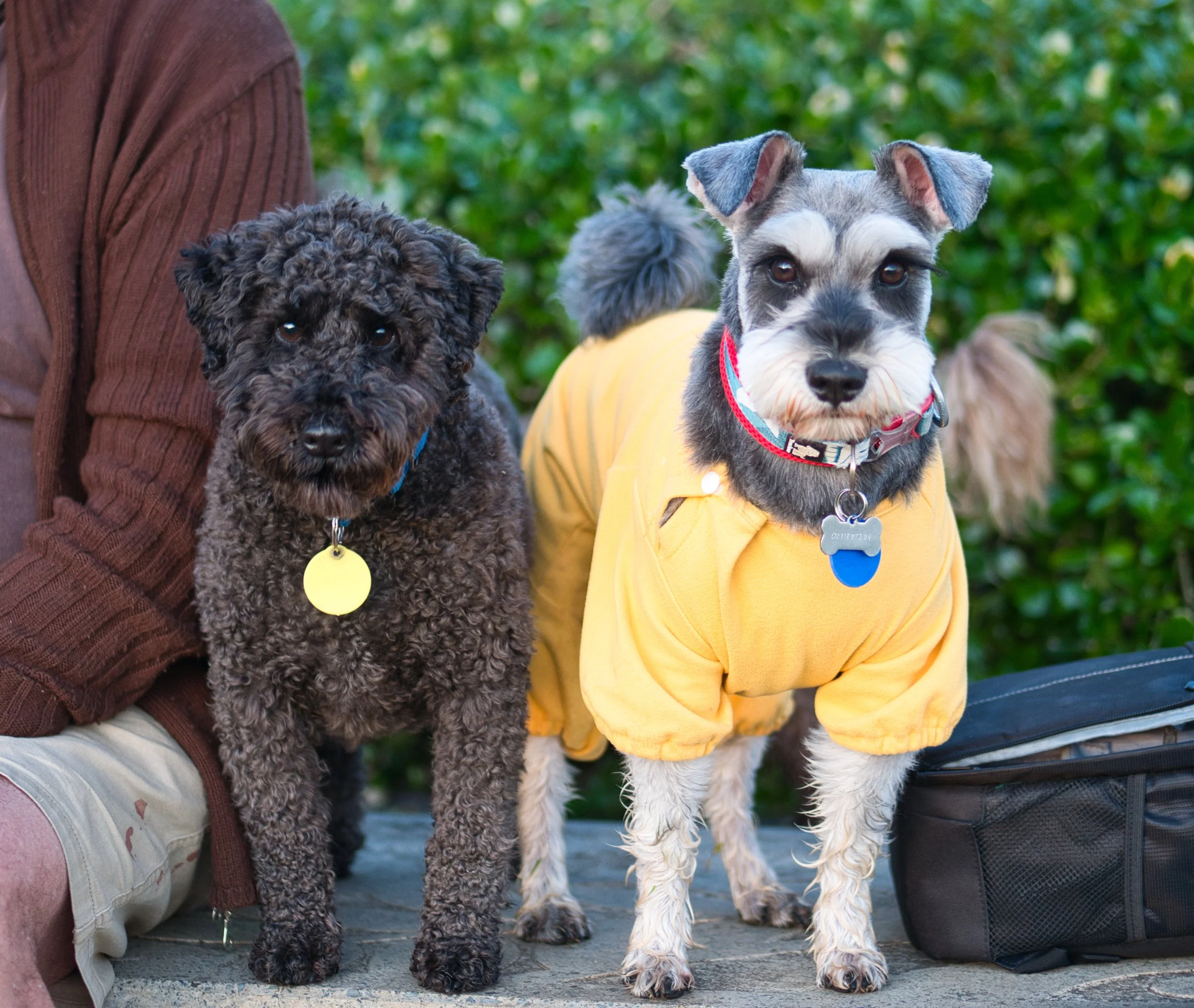 Toby & Freddy at Heron Park.jpg
