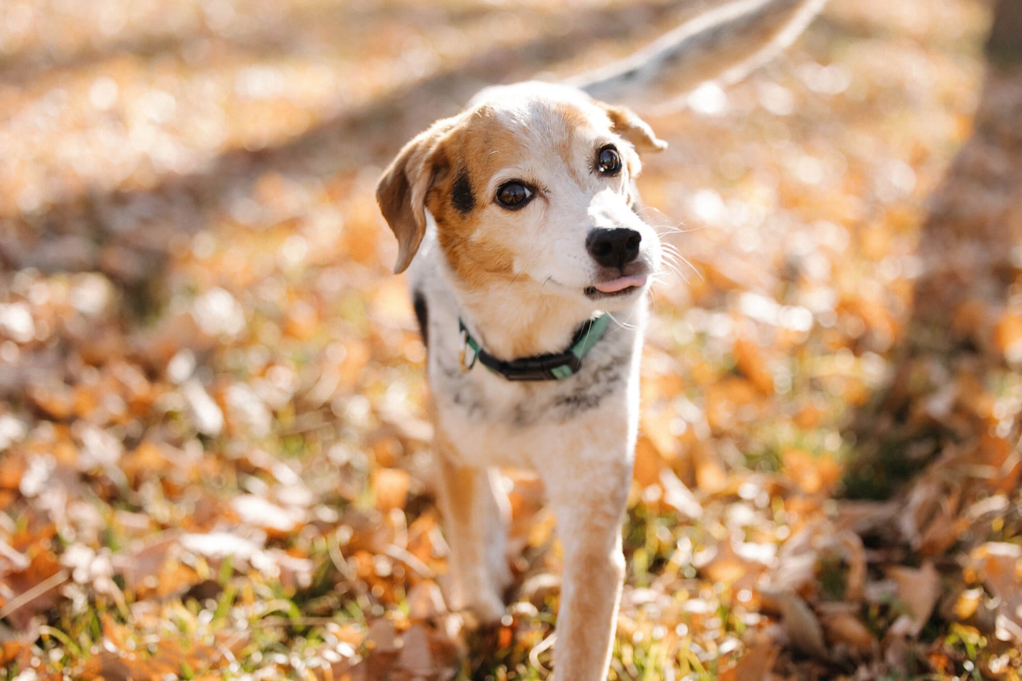 Say Goodbye with dignity- End of life pet photography in Fishers- The Heart Narrative-9.jpg