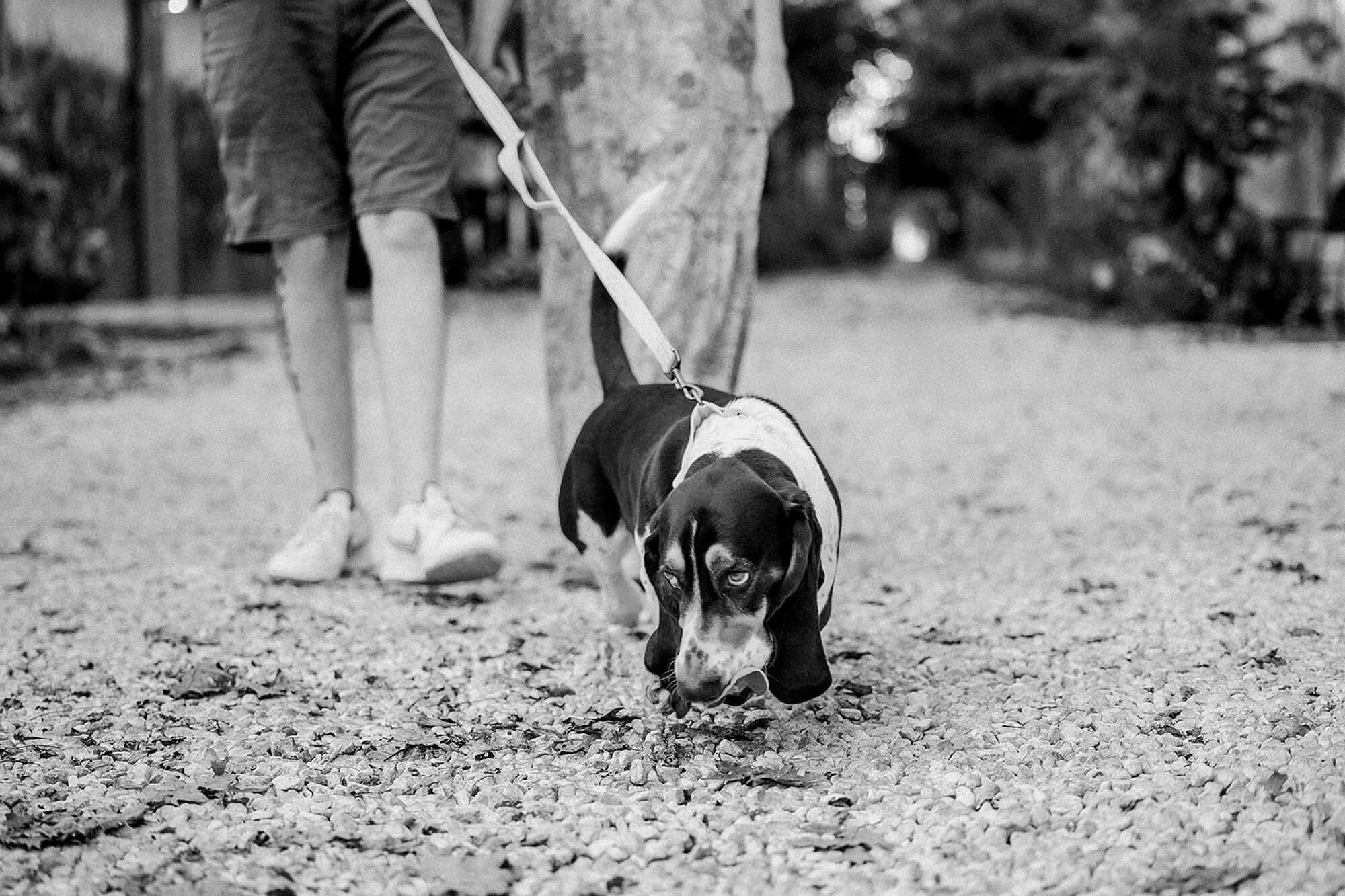 black and white portrait of family Beagle named Beetle, walks with his owners in flower alley during a unique family photoshoot in Indianapolis