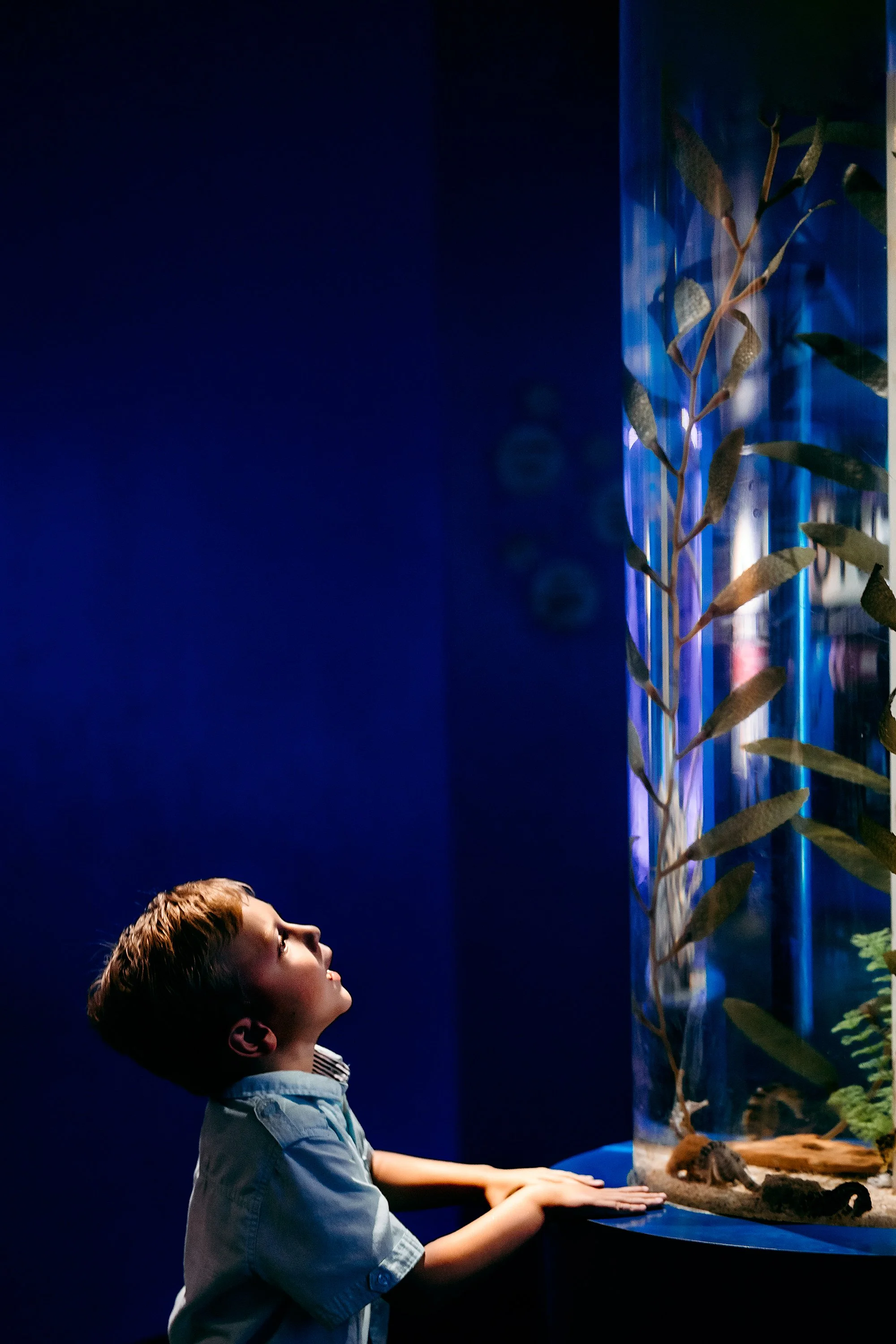 A young boy looking at a glass display case with tall plants inside, in a dimly lit room.