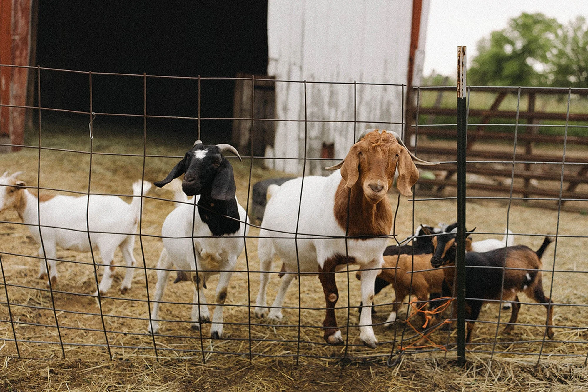 Goats gather behind the fence at Heavenly Acres Farm, showing off their playful personalities in a charming, rustic barnyard setting