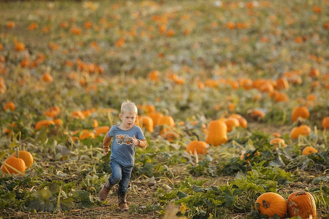 Young boy runs through a sprawling pumpkin patch filled with orange pumpkins during a warm autumn evening at Dull’s Pumpkin Harvest