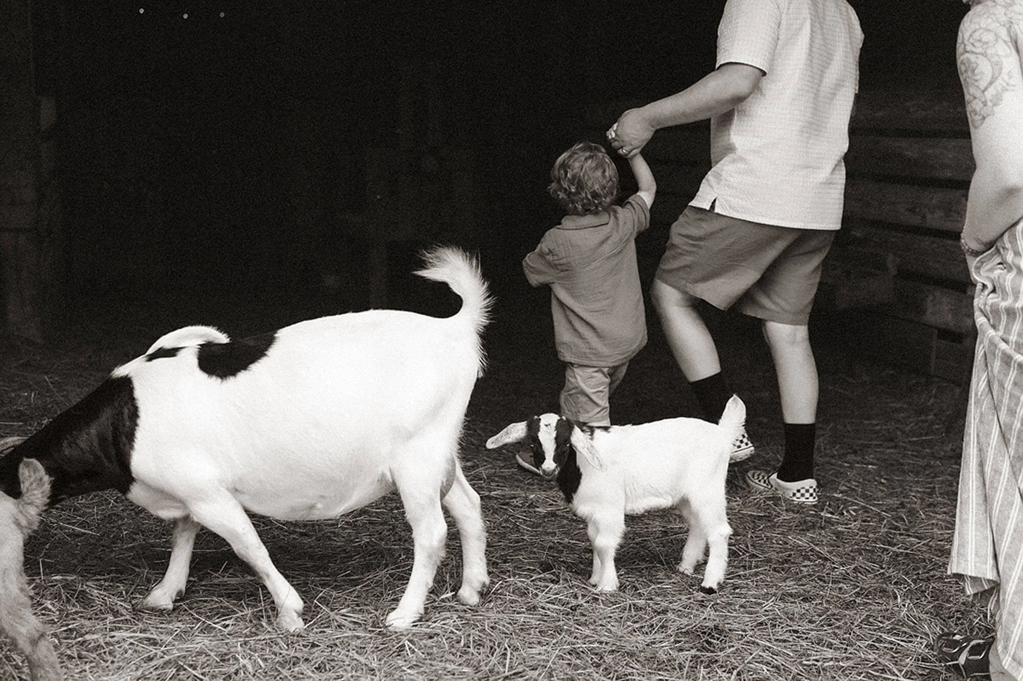 Heavenly Acres Farm captures a playful moment as a child walks beside an adult while goats wander through the cozy barnyard