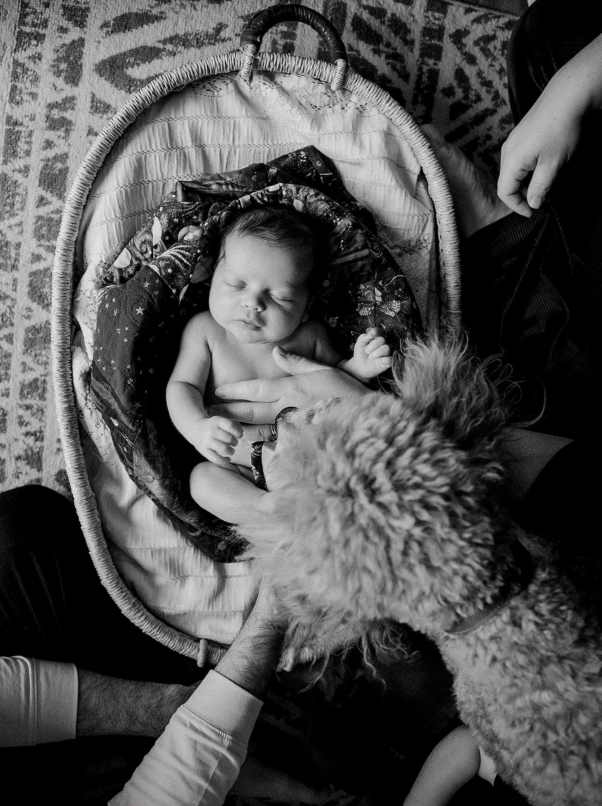 Black and white photo of a baby in a basket, surrounded by adults and a curious dog. Indianapolis Newborn Photography.