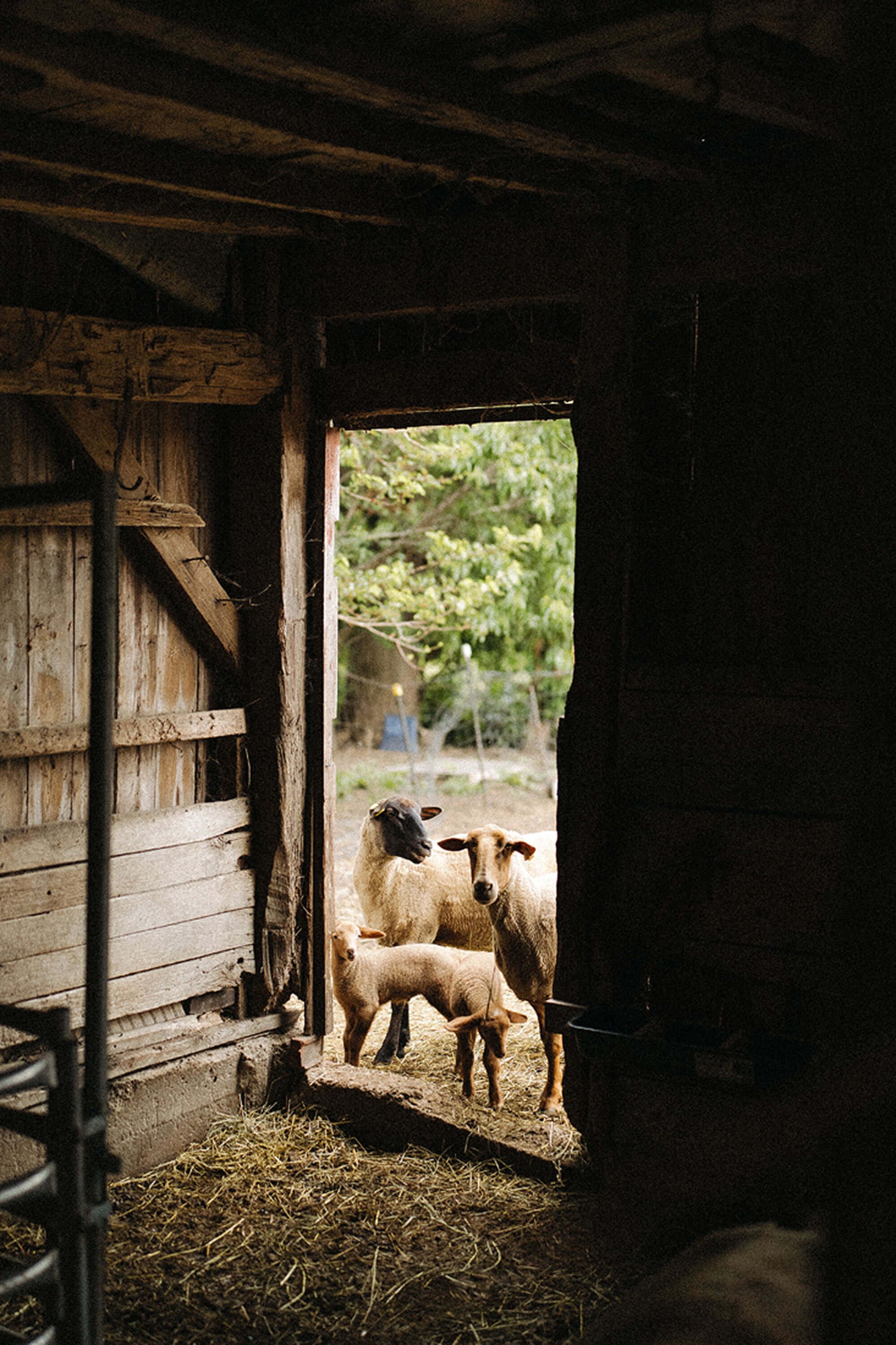 Sheep and lambs gather at the entrance of a rustic barn at Heavenly Acres Farm, capturing the charm of authentic farm life