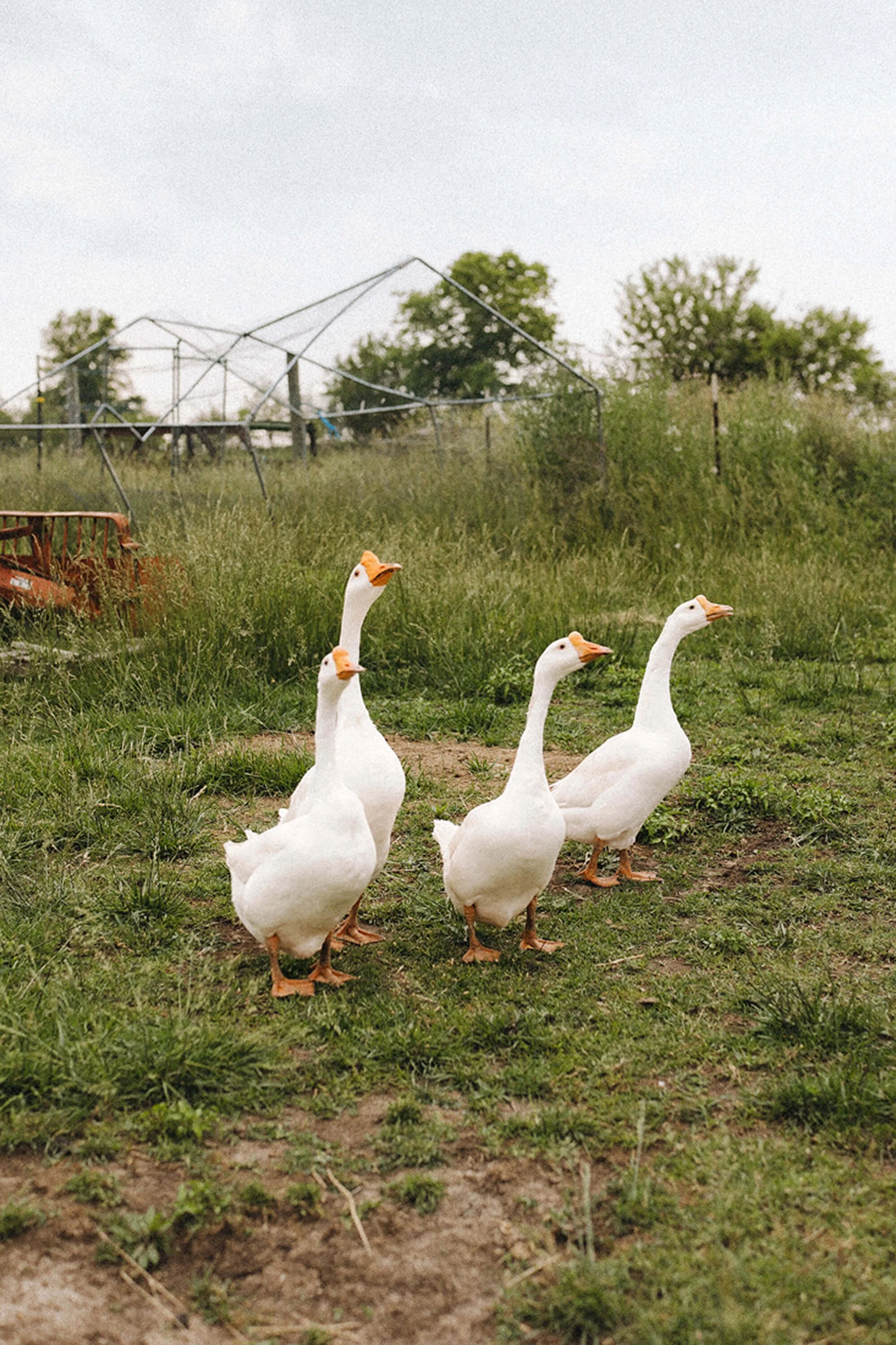 Several ducks gathered in a vibrant field, showcasing the natural beauty of Heavenly Acres Farm