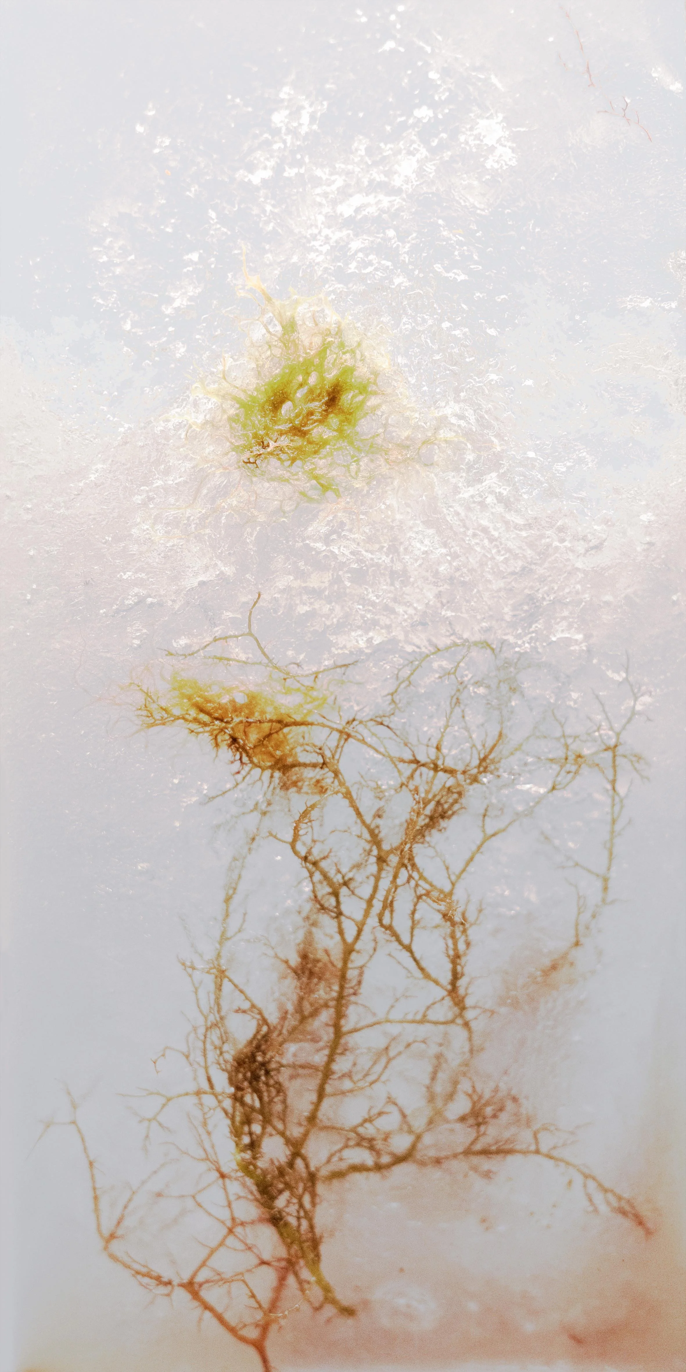 Seaweed Vault 02
