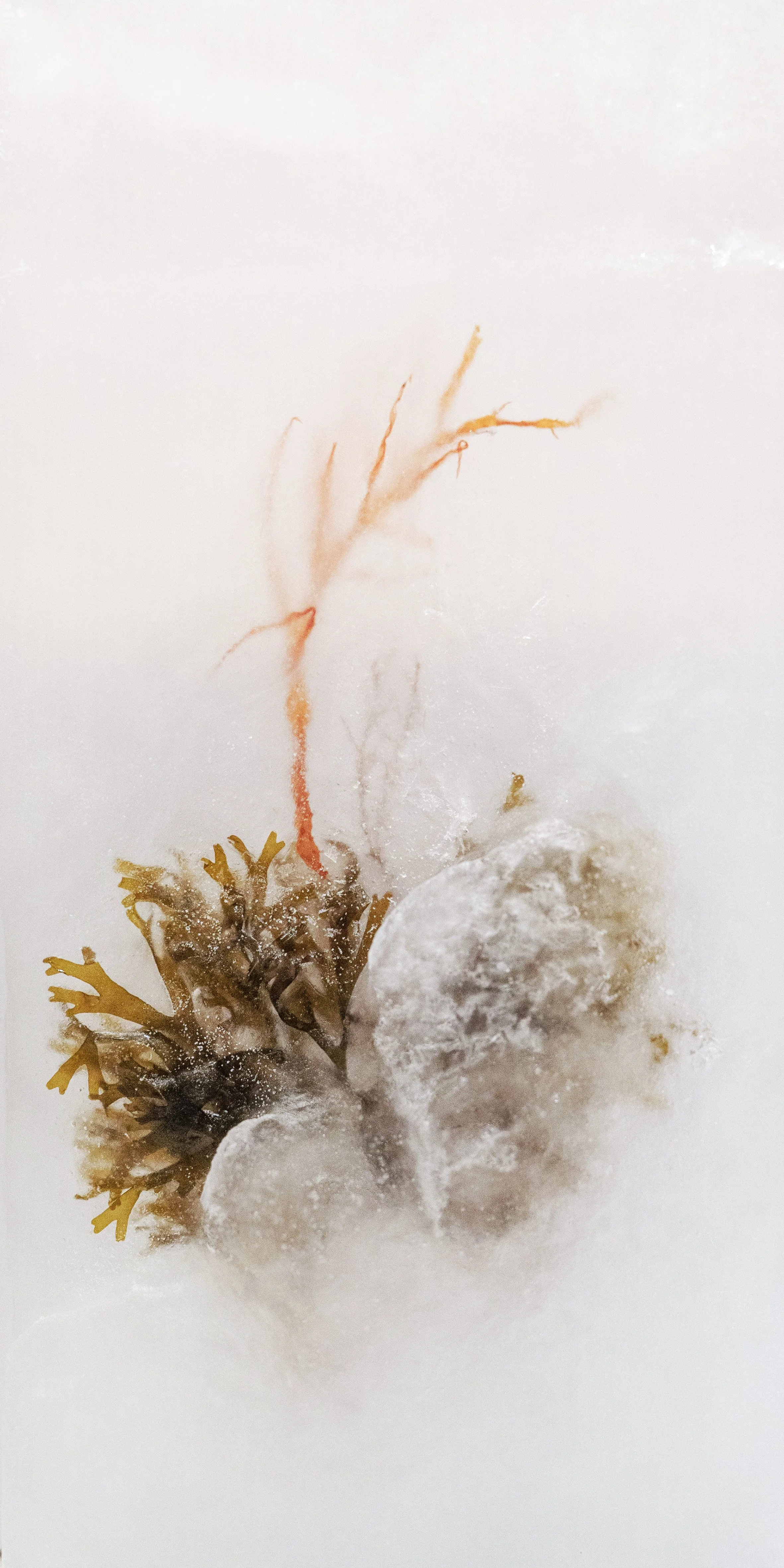 Seaweed Vault 01
