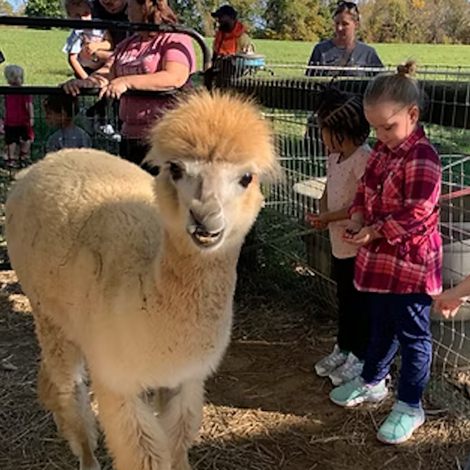 Children feeding a llama at a petting zoo, with people watching in the background.