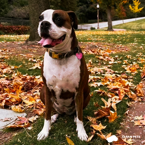 Rudy the boxer Clean Pet Supply