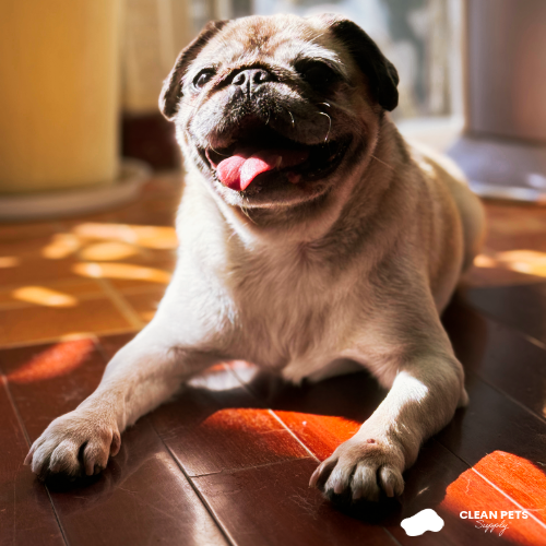 Clean Pets Supply Frida the pug
