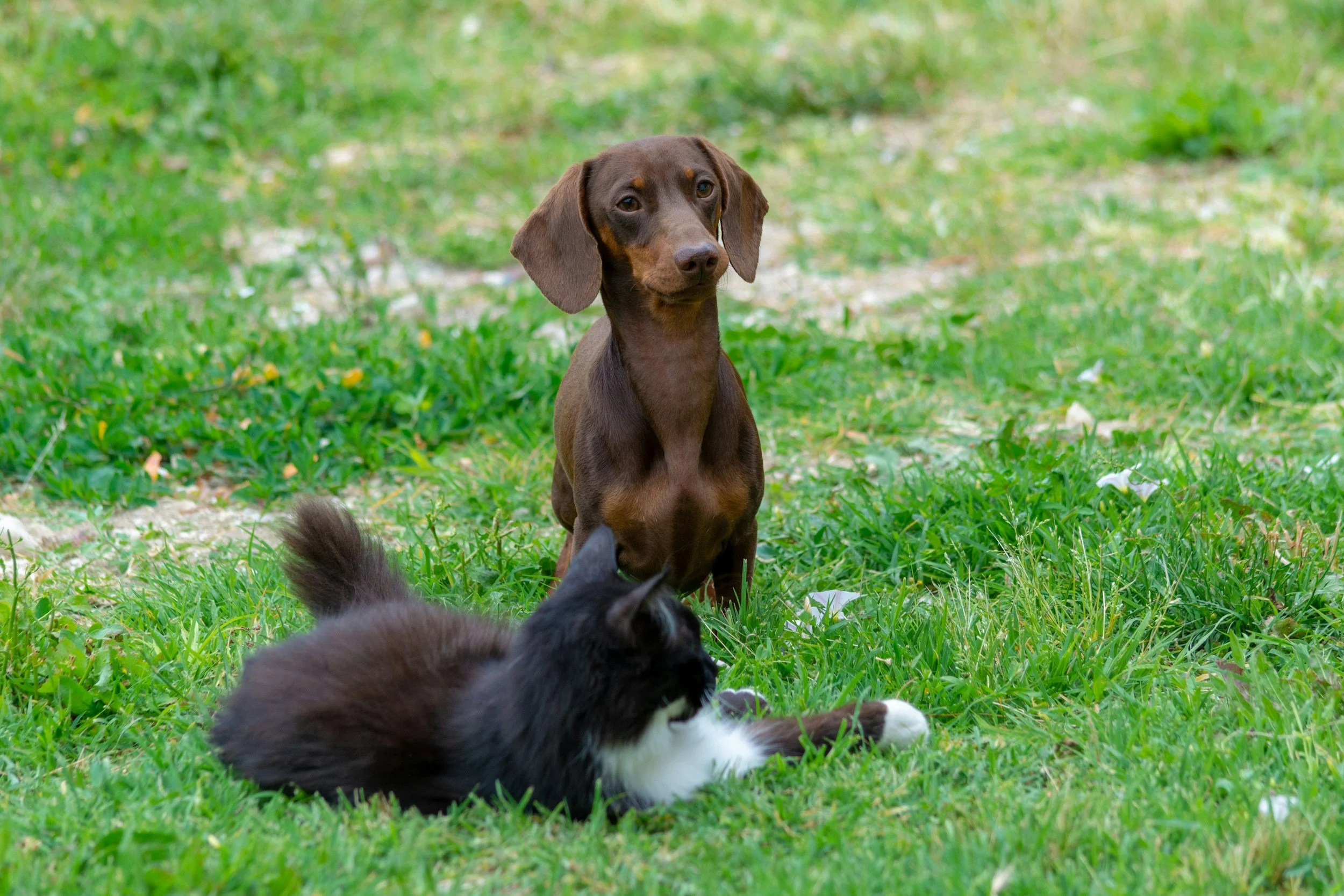 A dog and a cat lie in the grass together surrounded by grass and wild flowers.