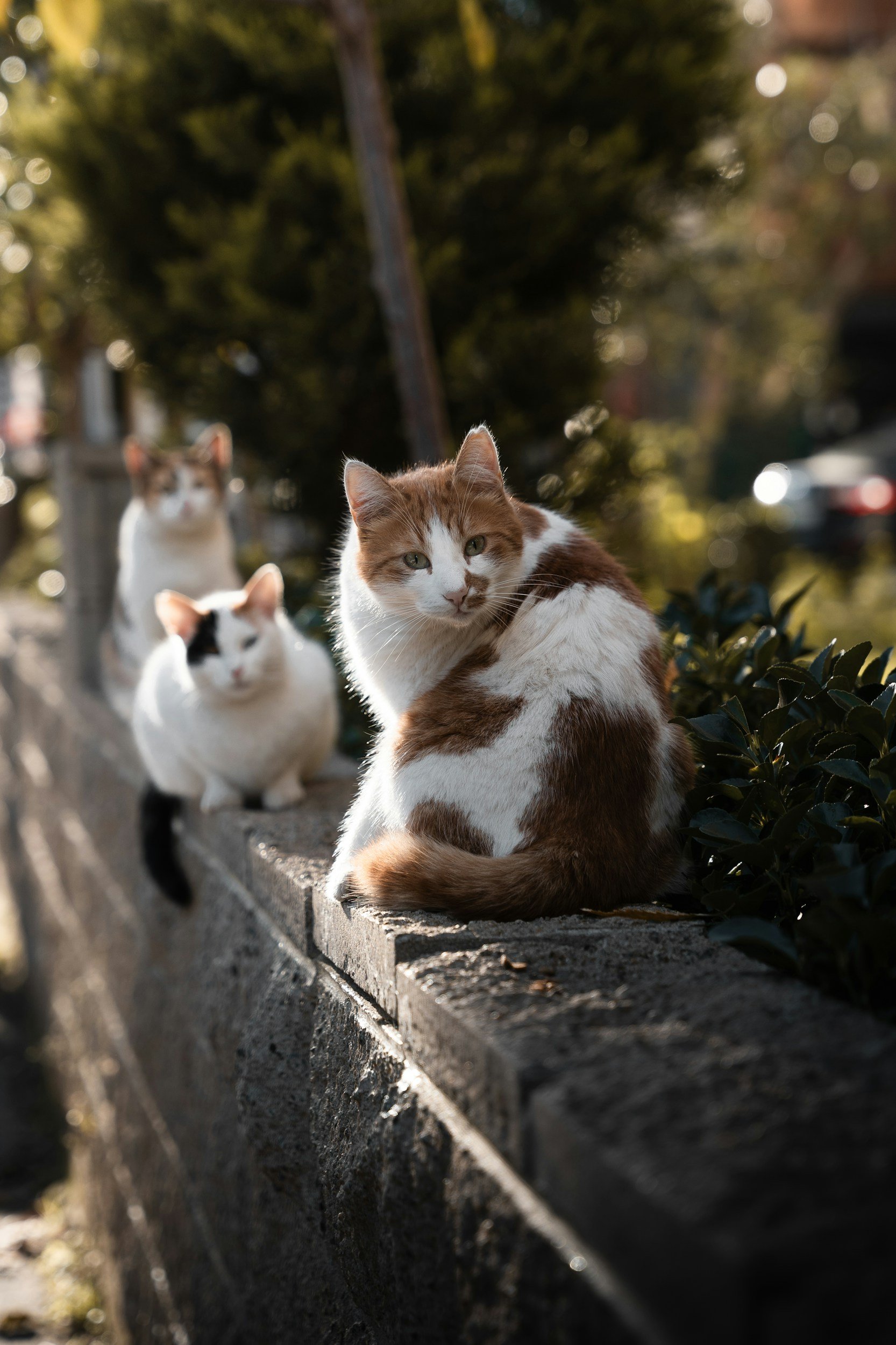A photo of three white calico cats sitting on a concrete wall  with the sun on their backs.