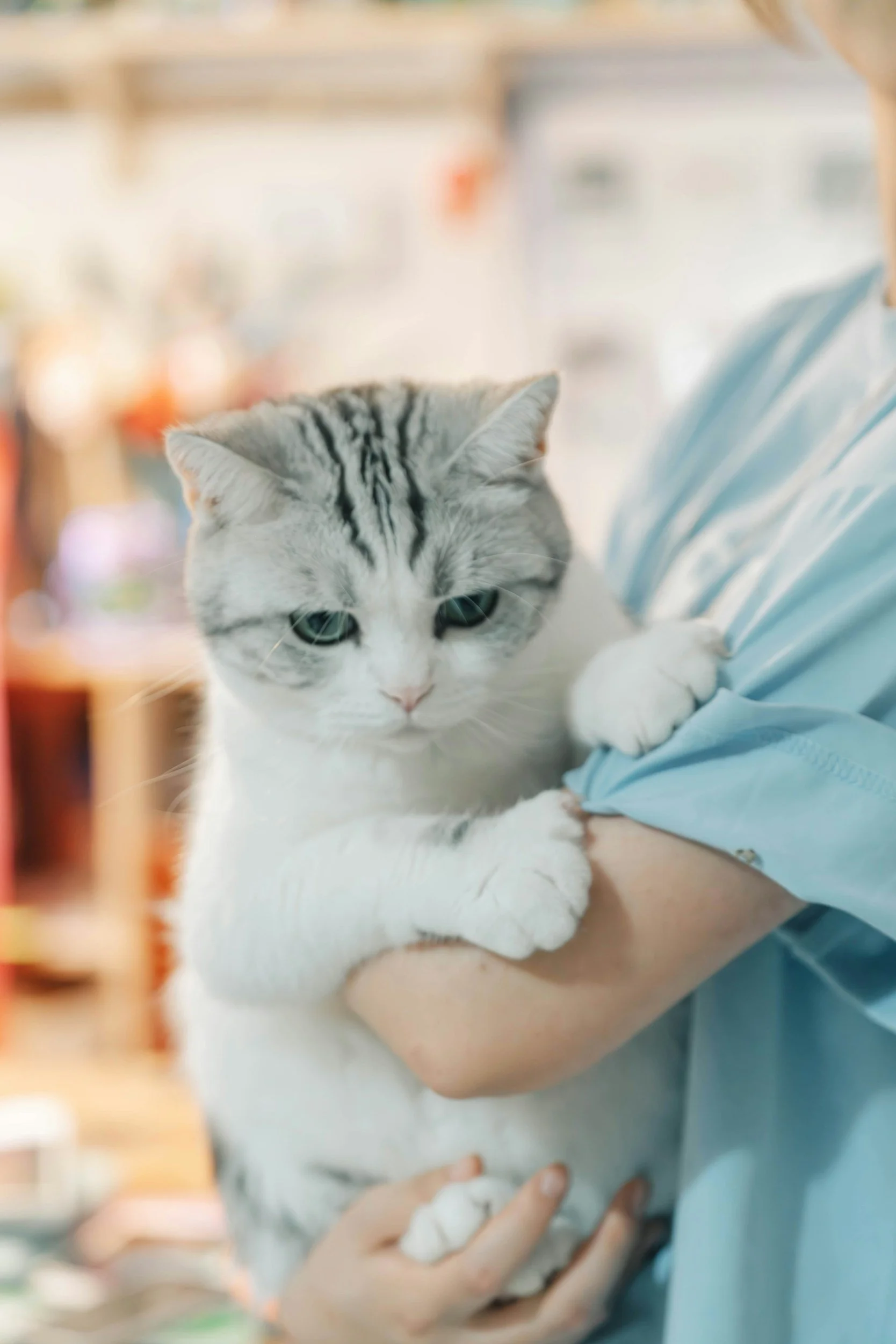 A precious white cat is held by a vet technician at Comforting Currents.