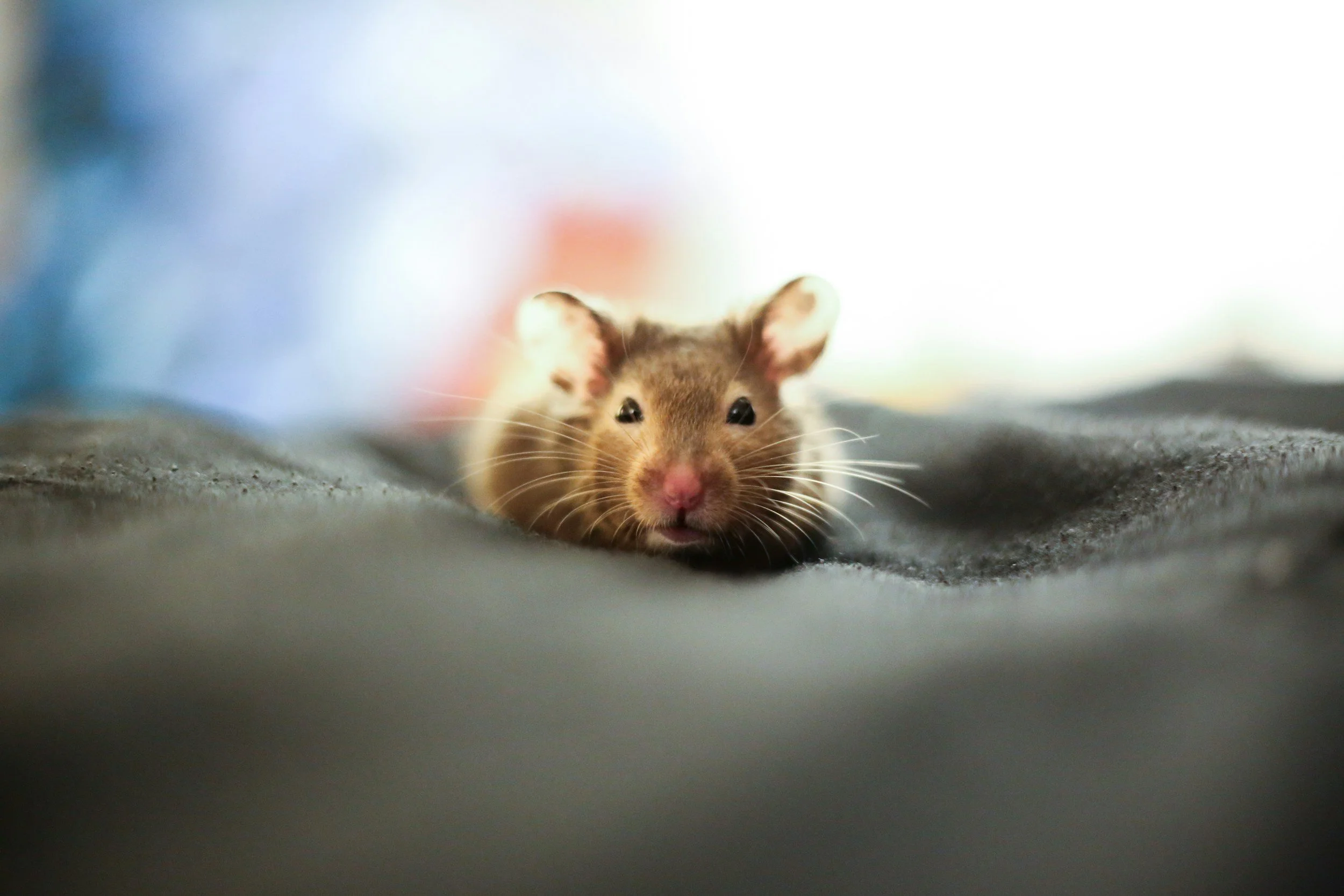 A small hamster is depicted, small, cute, and furry, another type of small pet that benefits from water pet cremation.