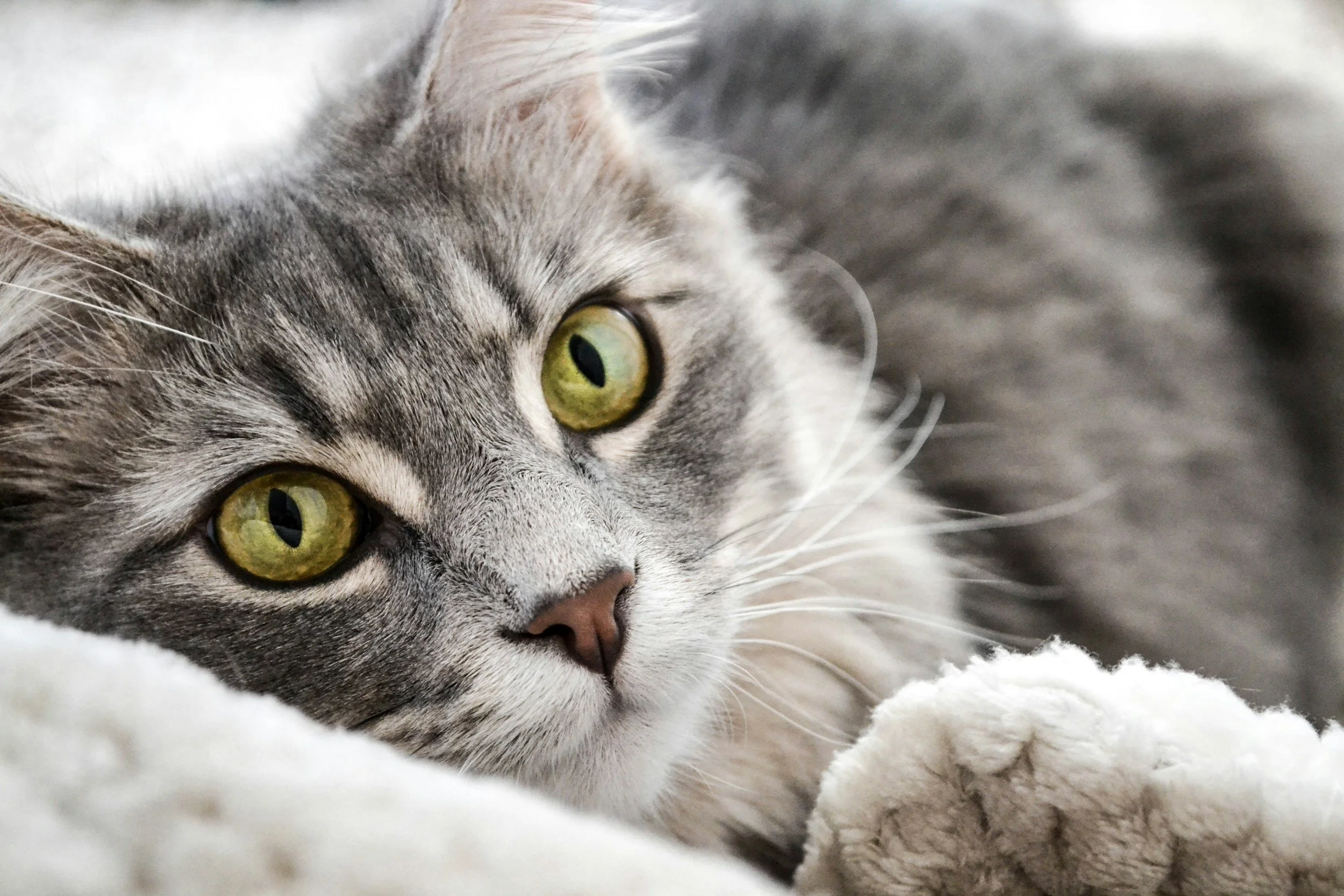 Separating Myth from Fact: Understanding Your Pet’s Aftercare Options
