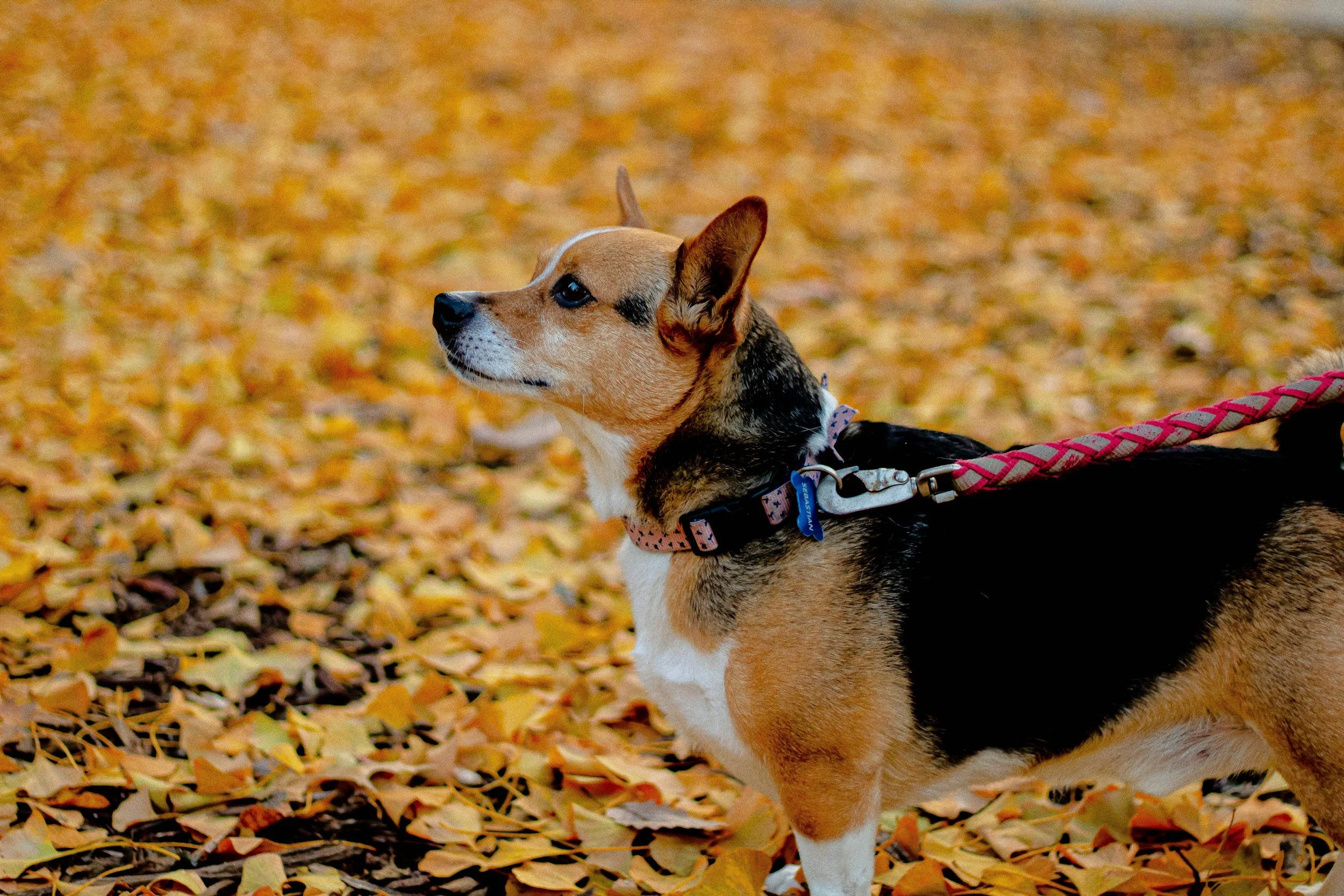 Crisp Air &amp; Happy Paws: Walking Your Senior Pet in Florida This Fall