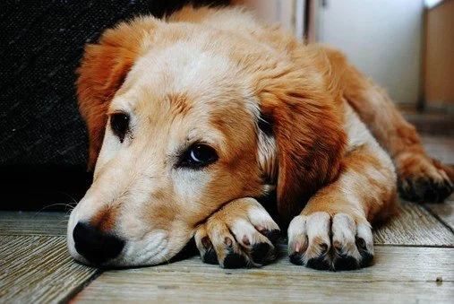 Picture of a dog laying on the floor.