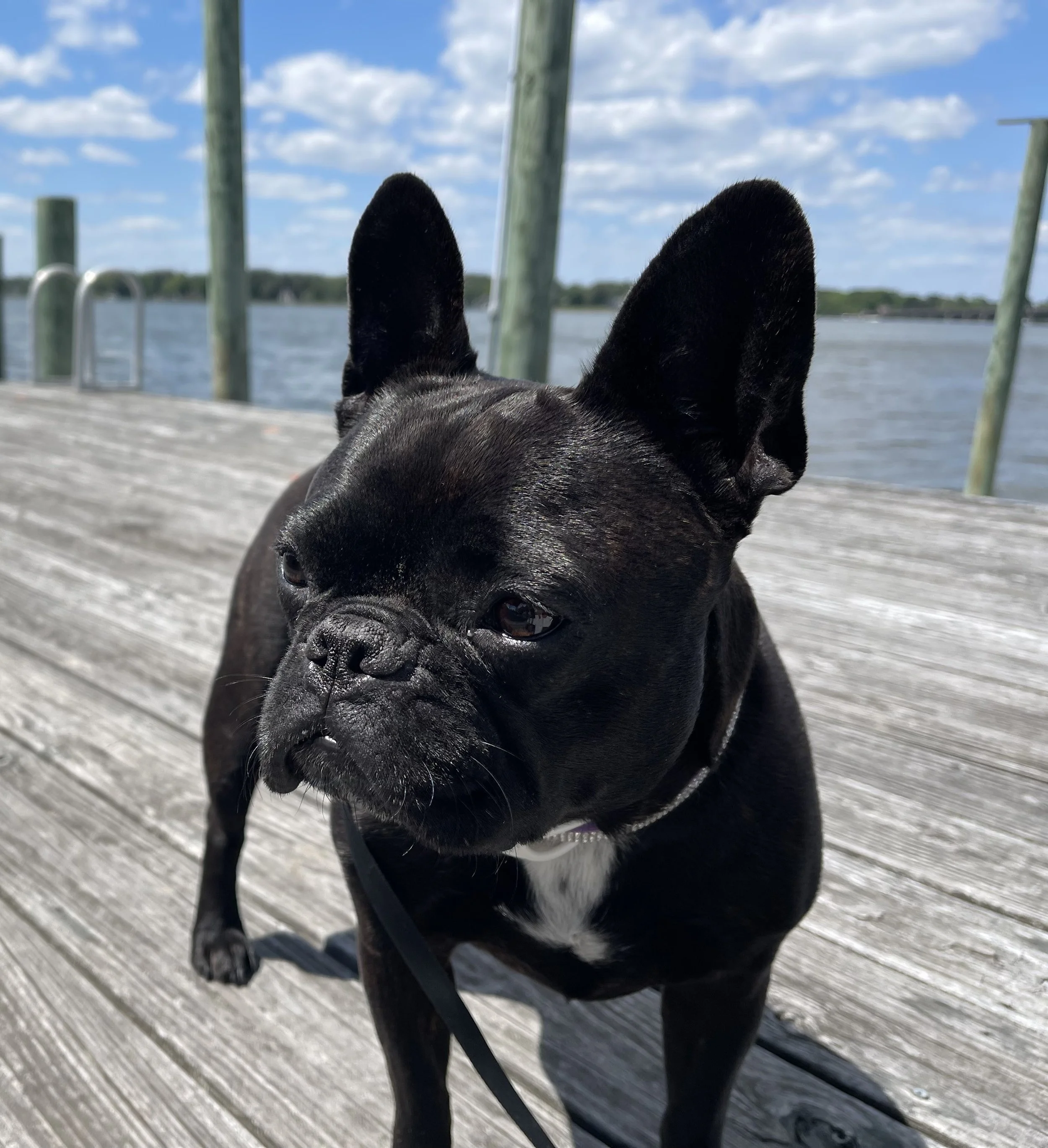 A beautiful French Bulldog is seen up close on a dock with a blue sky scattered with cumulus clouds overhead.