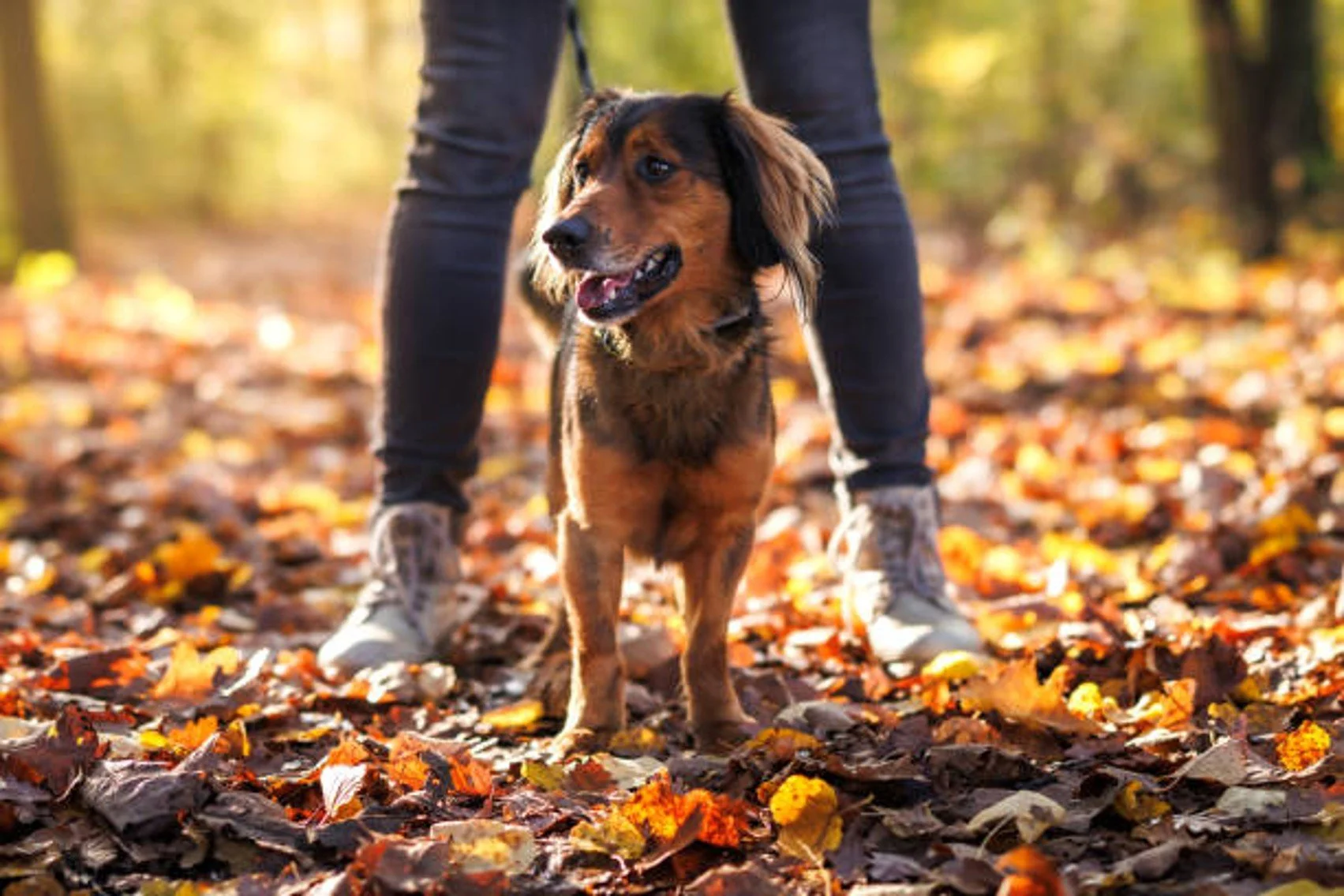 Image of a dog and owner taking a walk in a forest setting with fall leaves