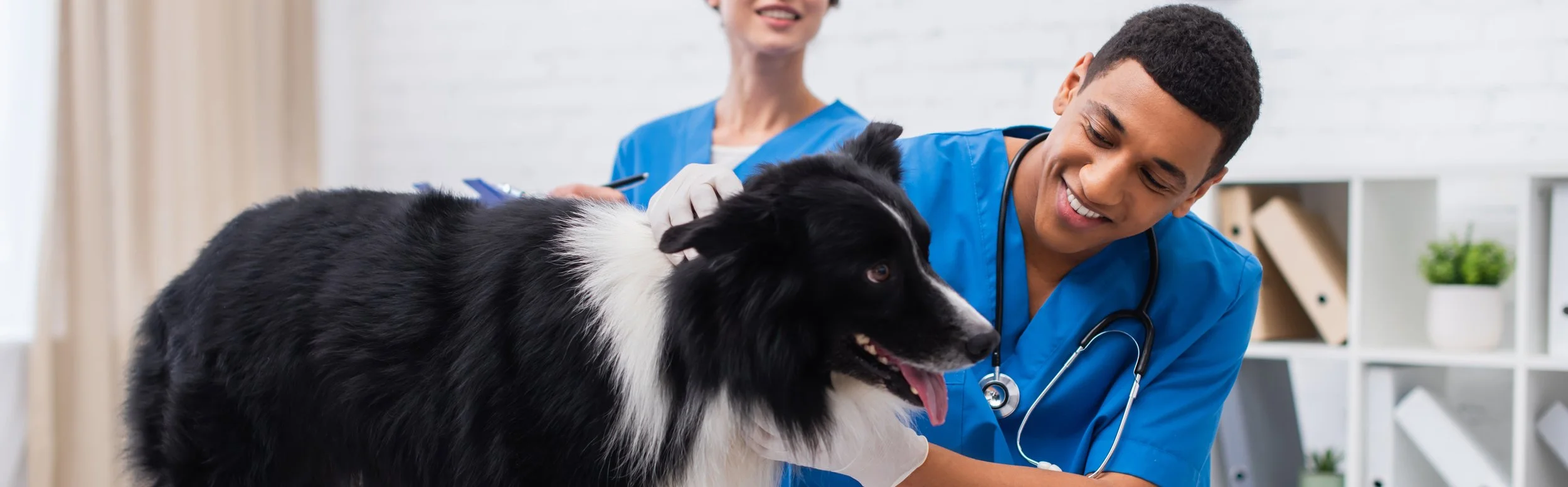 Two vet assistants in blue scrubs, one with a stethascope around his neck take care of a black and white dog who seems happy.