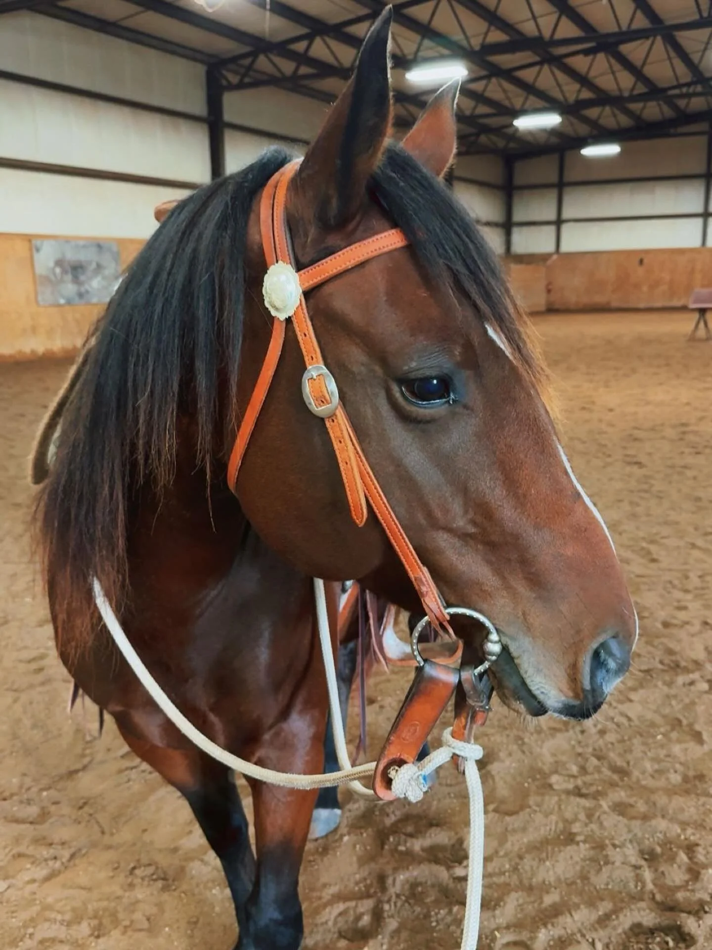 One of the last times Ray Hunt talked to Buck Brannaman he reminded him &ldquo;it&rsquo;s always in the feet&rdquo;. 

Today Hiccup and I stepped &ldquo;backwards&rdquo; heading back to the snaffle bit after a couple of years ago prematurely moving t