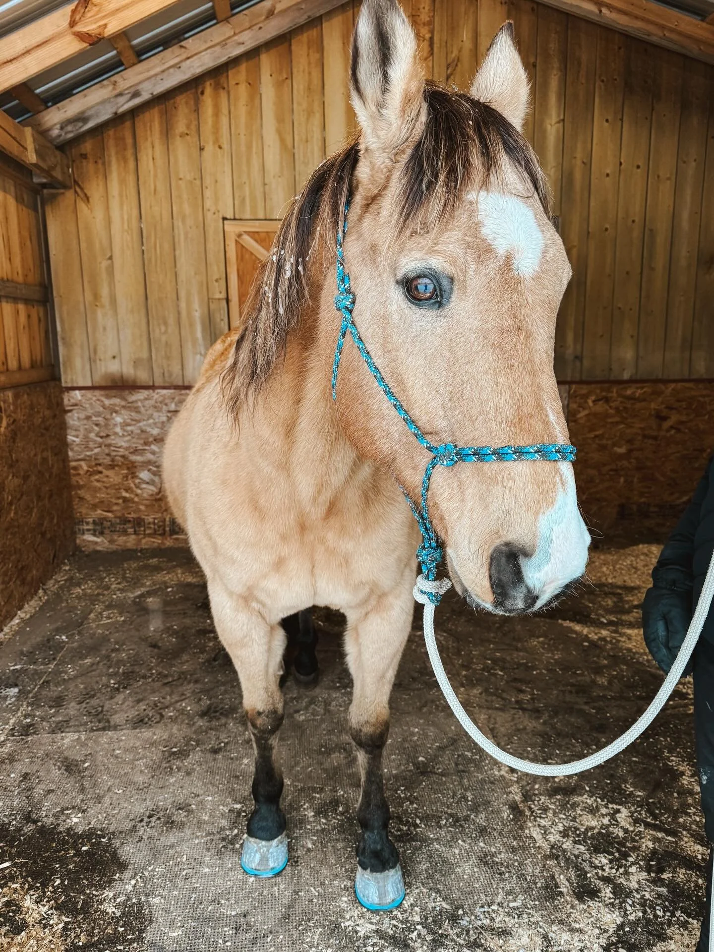 Another happy camper. Trying out @easycareinc new Triple D shoes for a special horse. This was a big change for him, but it&rsquo;s the closest thing we have been able to get him to true phalangeal alignment. We were able to get his coronet band angl