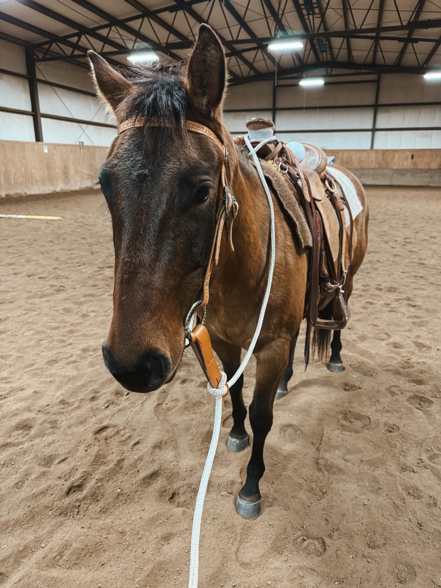 Sometimes slow really is fast. My mentor always talks about how neat it is that if you leave a horse in a good spot for time off, when you go to pick up again, they are going to be pretty close to where you left off. 

Booker has been hanging out and