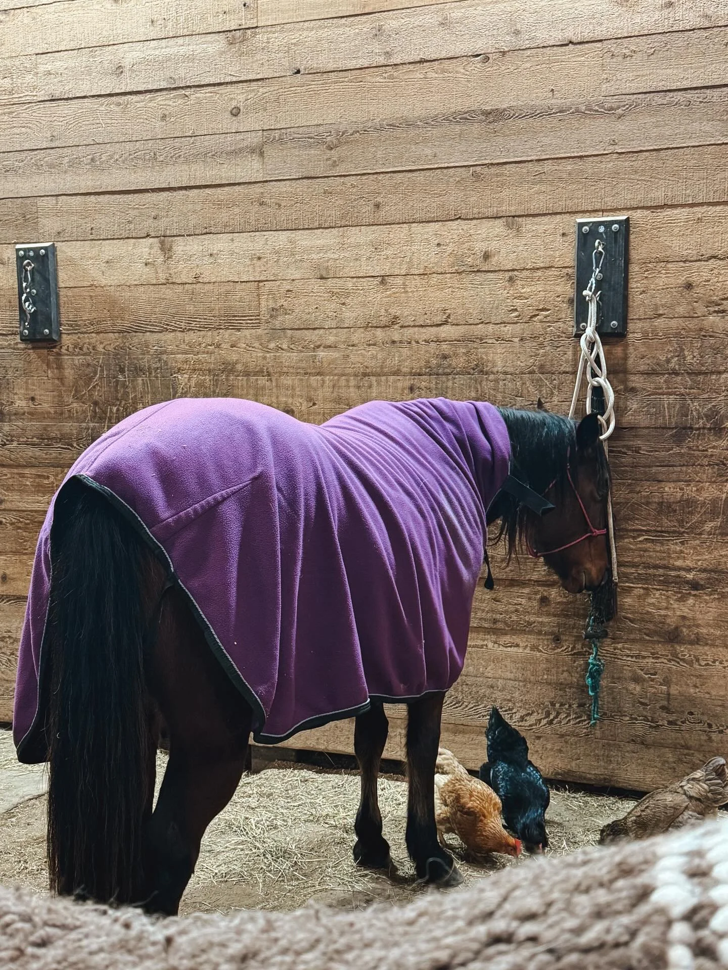 That good post ride brain soak. Hiccup was relaxing with her chicken friends after her ride this afternoon.

#horsemanship #bridlehorseinthemaking #goodride #quarterhorse #baymare