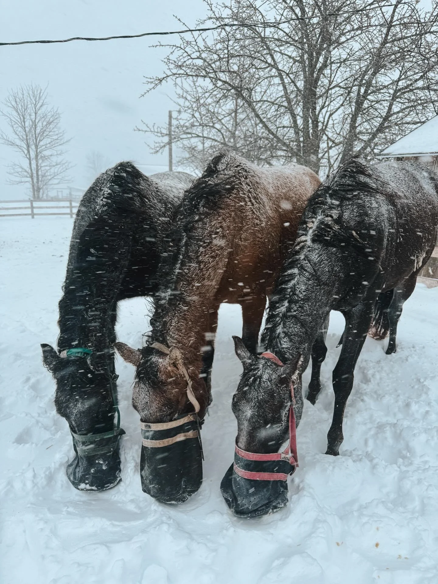 Us Michiganders are just quite literally trying to weather the storm lately. Ponies are staying warm, and we sure are trying to. Only 3 more months of snow! 🥶🤪