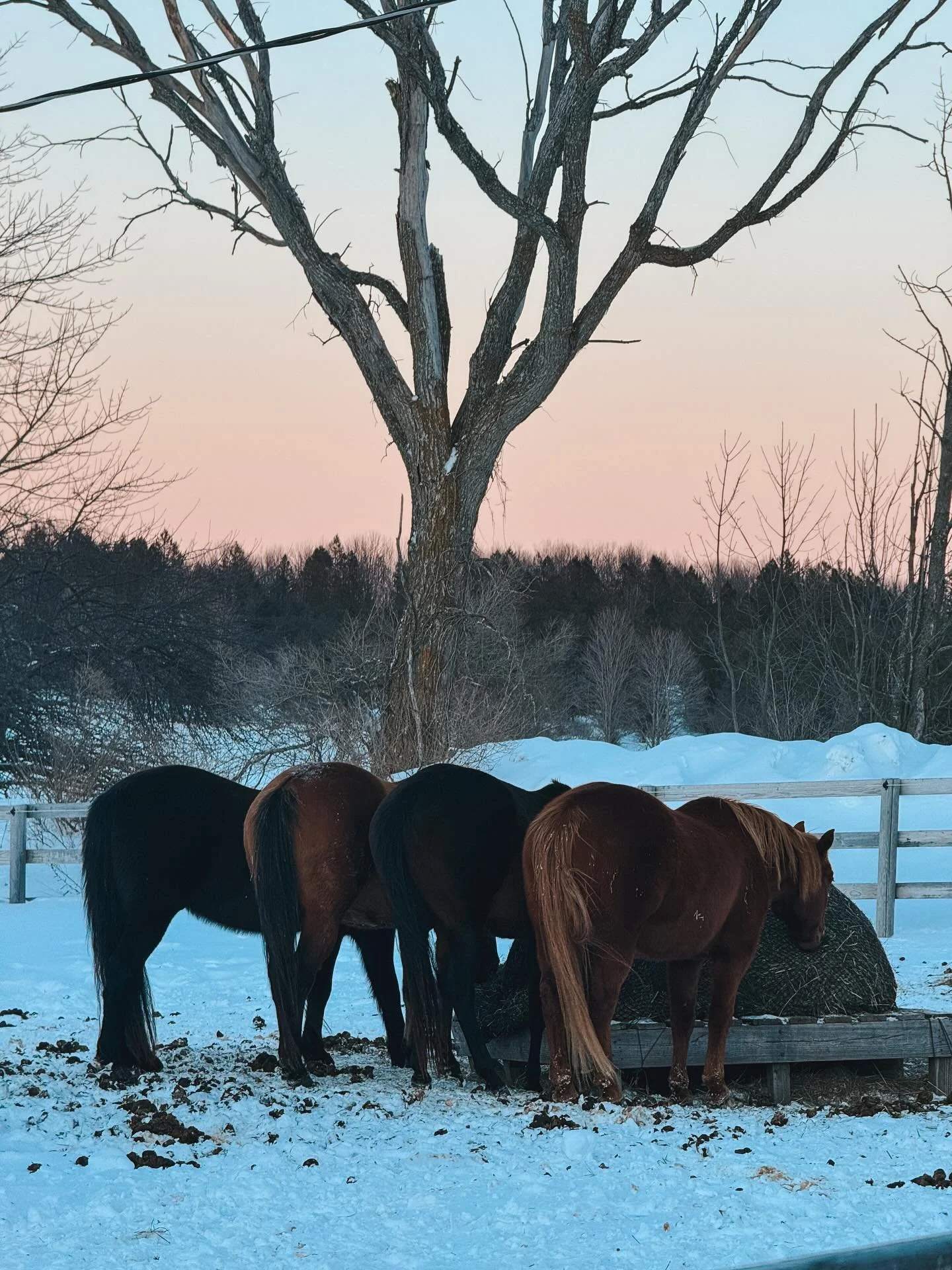 Gosh it is a sweet thing to have such a peaceful herd at our personal farm. They all lined up munching away on one side of the round bale after finishing up their dinner. The pink tone of the sunset made it that much better. So sweet that it almost f