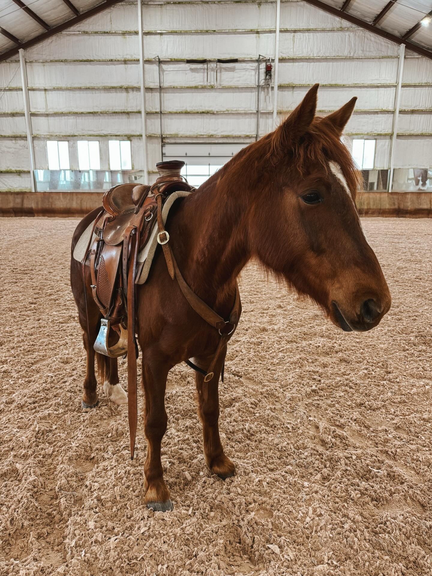 An all around good busy Tuesday. Freddie aka Fredward packed his first roping saddle around during his session. Booker and I had the arena to ourselves, spending lots of time with good groundwork and an even better ride. Hudson had his shoes reset, a