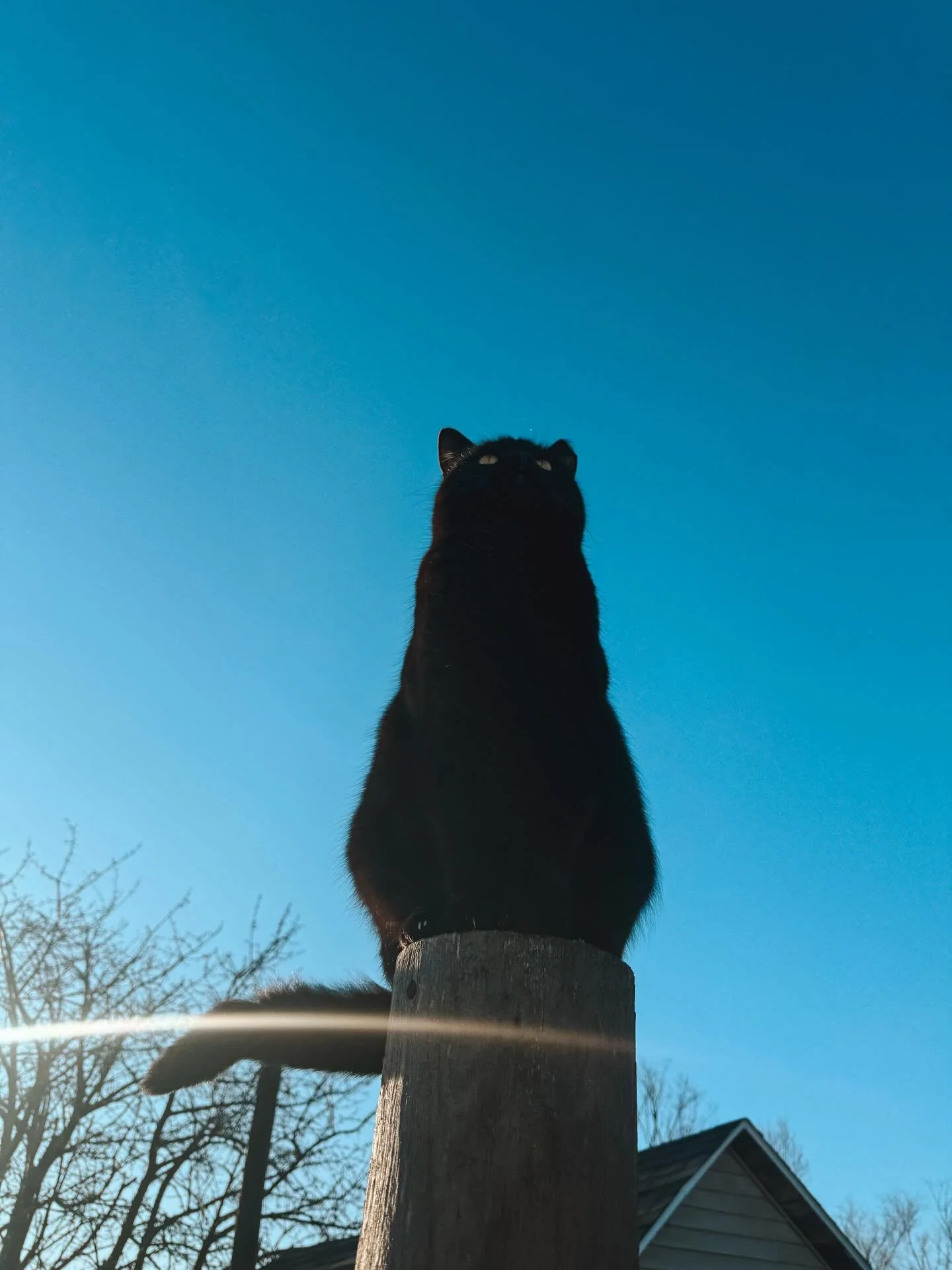 It&rsquo;s been a goofy lull the past few weeks as we are trying to survive this last terrible wave of winter holding on. At least we have our critters to make us laugh and enjoy the little moments and good horses to ride. 

I&rsquo;ve been trying to