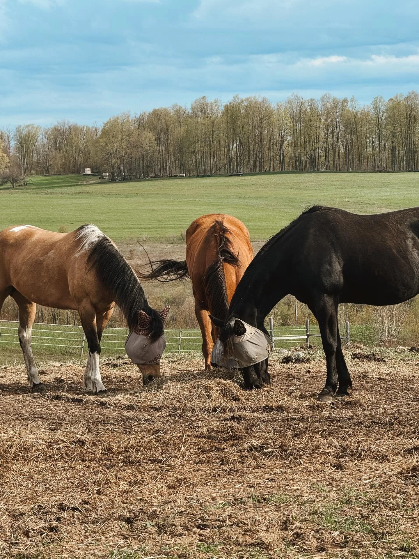 Life on the personal farm lately. We&rsquo;ve been making loads of changes, working to make things more efficient for the long term. It&rsquo;s been so enjoyable to implement the new routine with everything we&rsquo;ve done. Then along the way we are