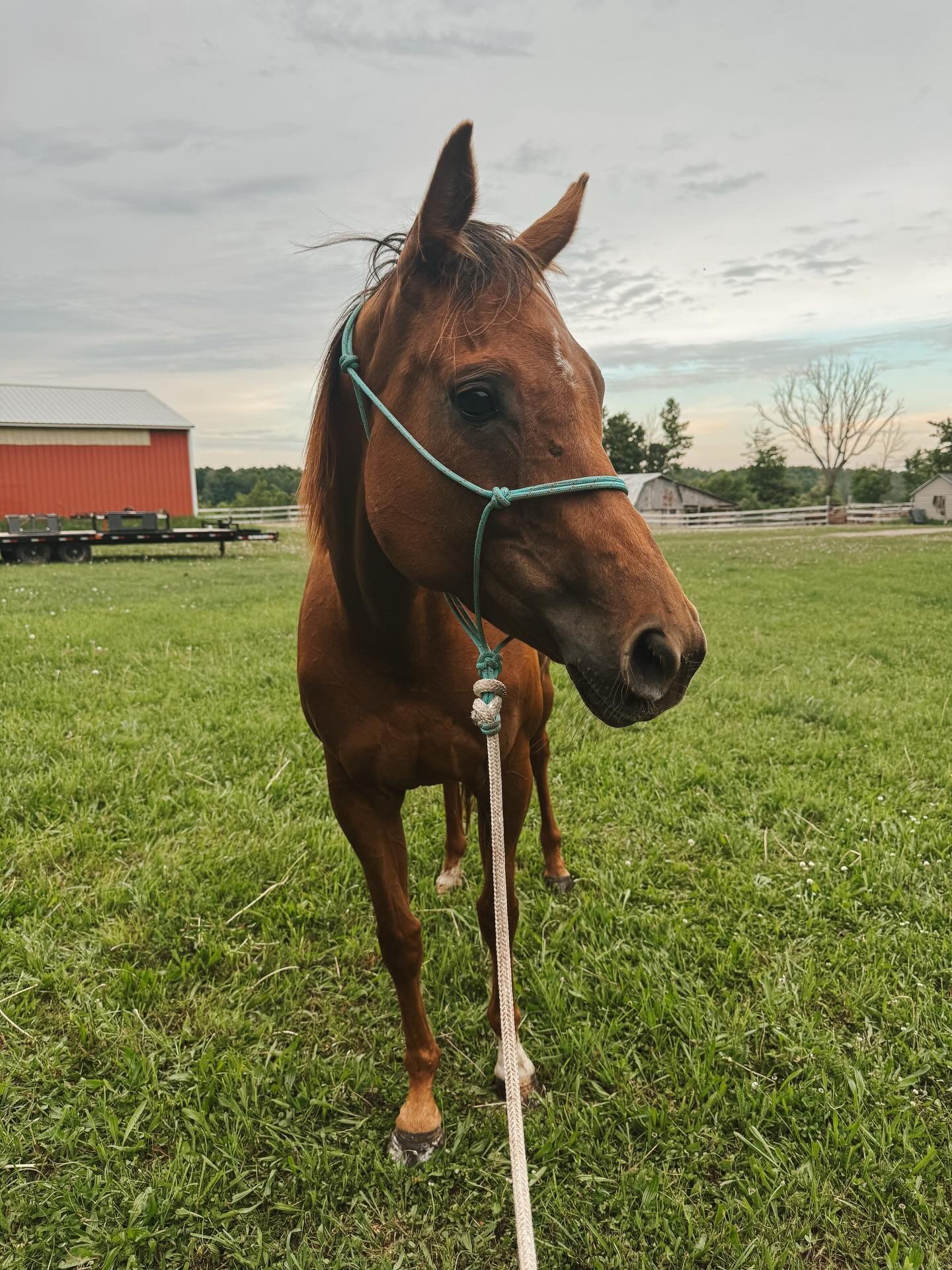 The beauty of having horses as home is that time becomes a non-factor. Tonight at 8:20 pm I decided after getting home, doing chores, cleaning the house and catching up on some computer work, that it was too nice to sit inside for the later evening. 