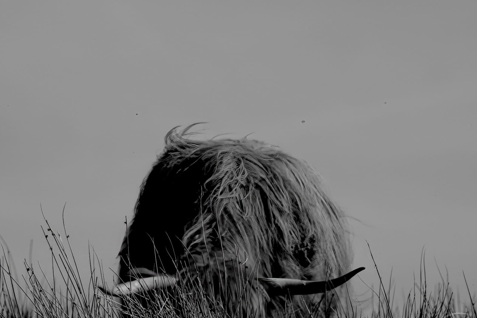 The Silent Grazer