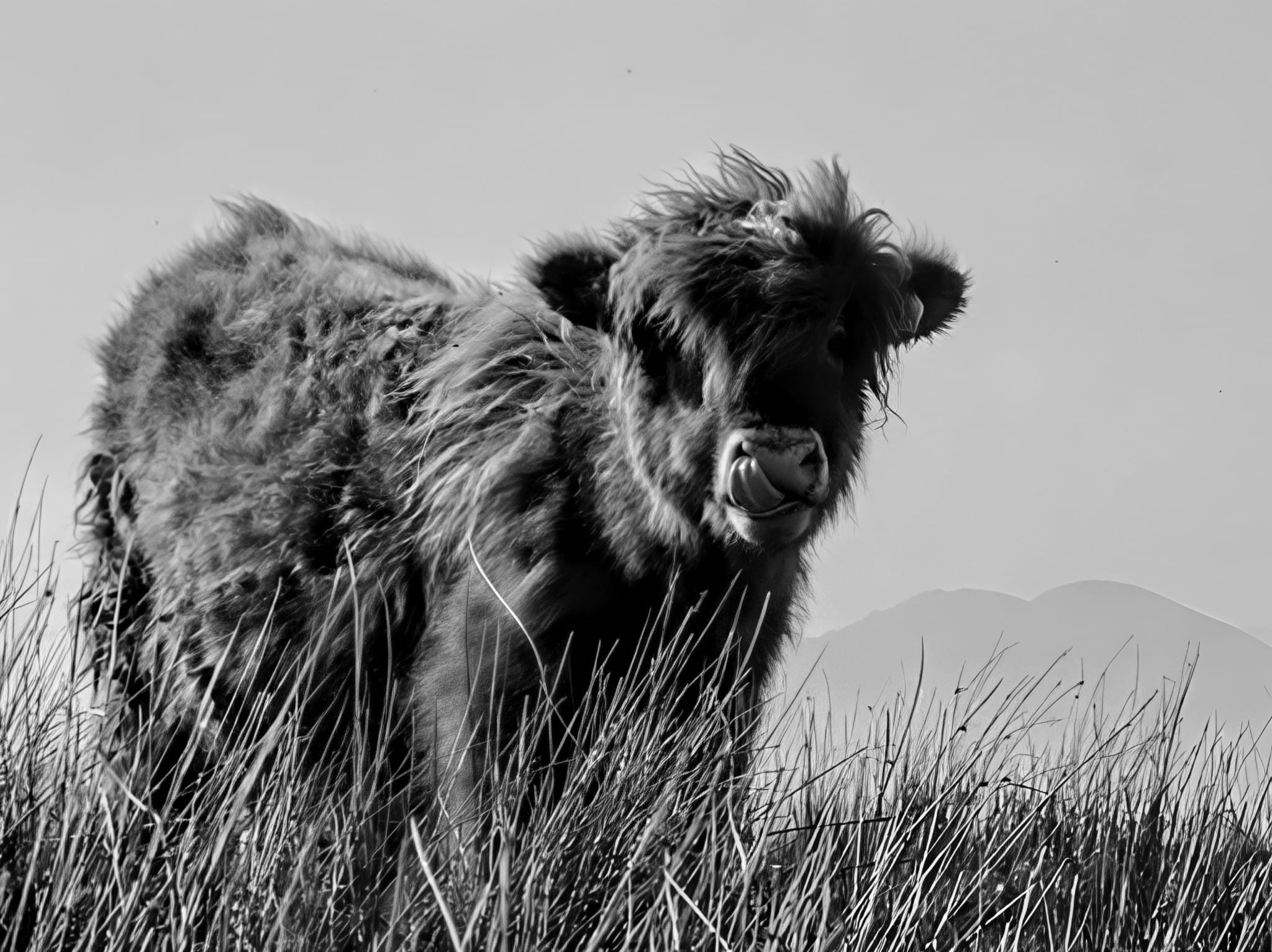 Highland Grit