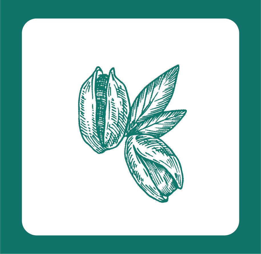 Illustration d'une graine ou d'une noix avec deux feuilles