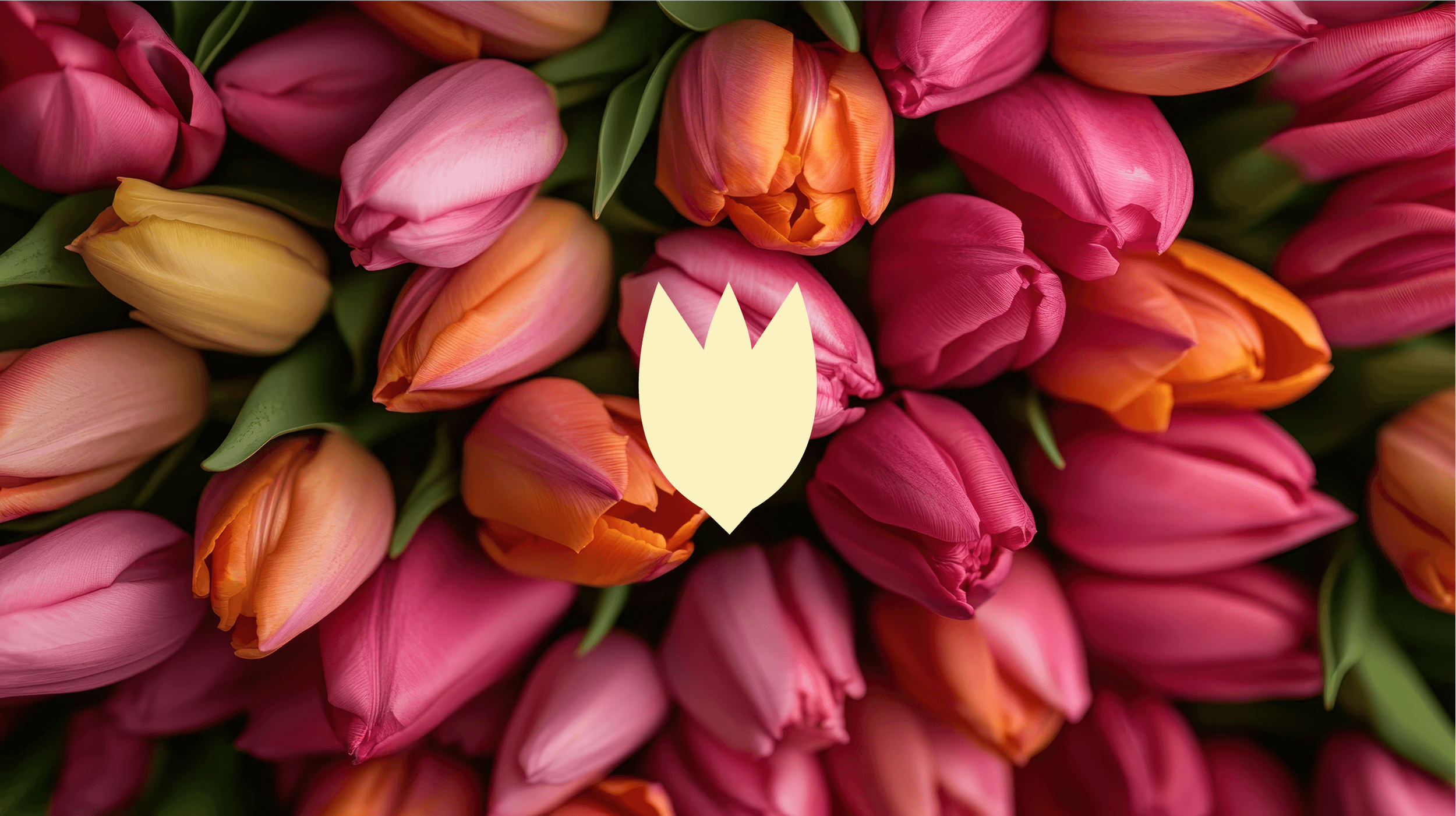 Un bouquet de tulipes roses, oranges et jaunes. Un symbole de tulipe en couleur crème superposé au centre.
