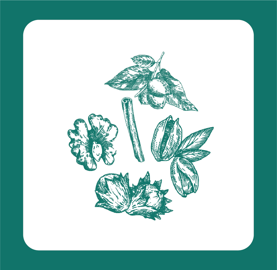 Illustration de différentes noix et fruits à coque, comprenant une noisette, une noix de pécan, une amande, une pistache, une noix, et un bâtonnet.