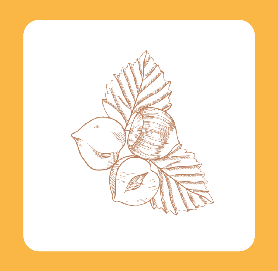 Dessin d'une branche avec des feuilles et des noisettes.