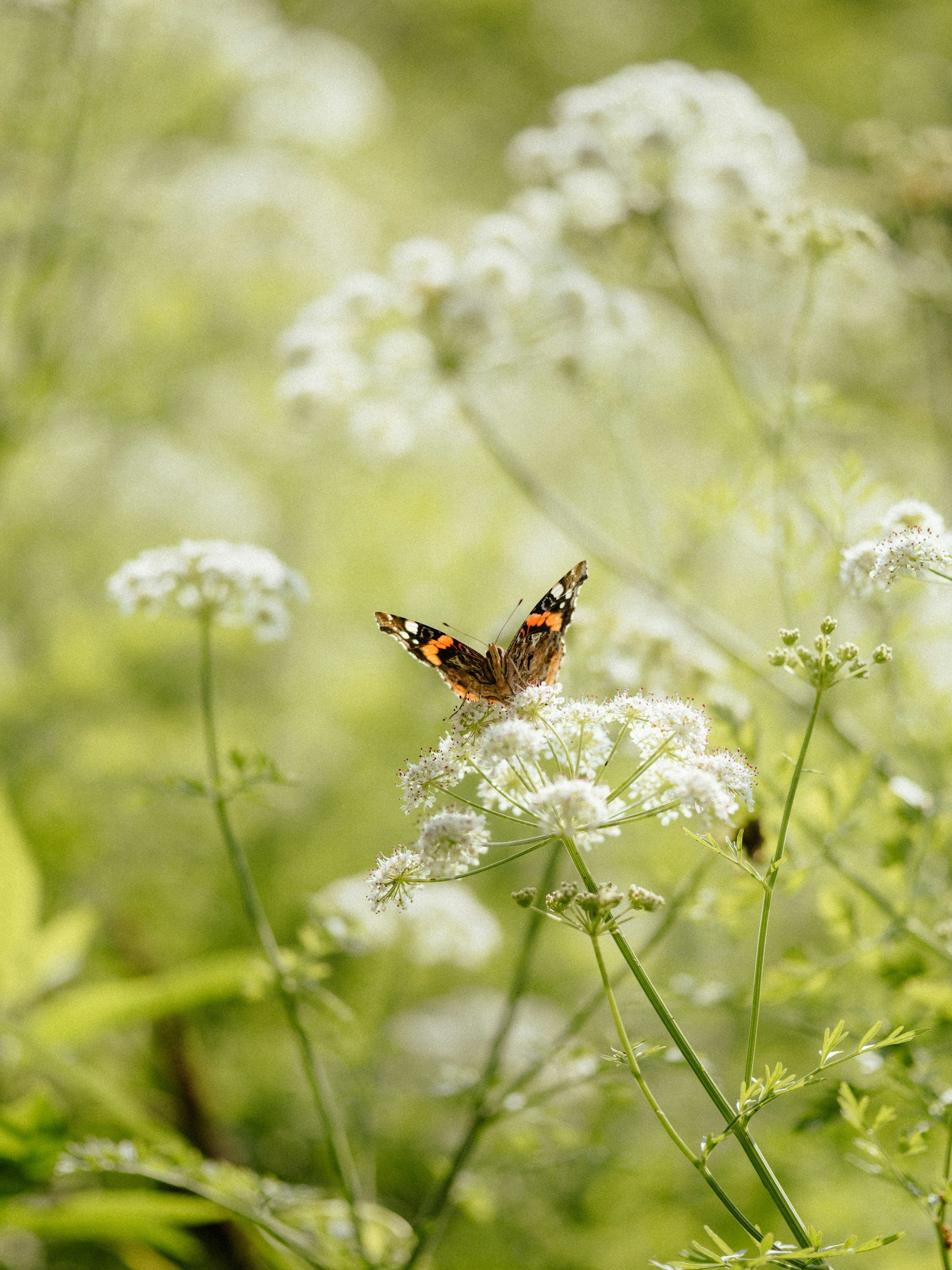 A butterfly perched on a white flowering plant in a lush green garden.