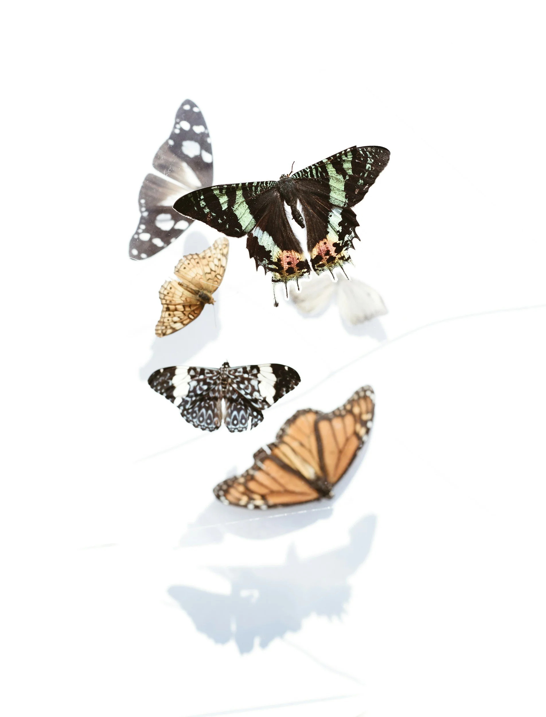 Several butterflies with colorful and patterned wings are displayed against a white background.